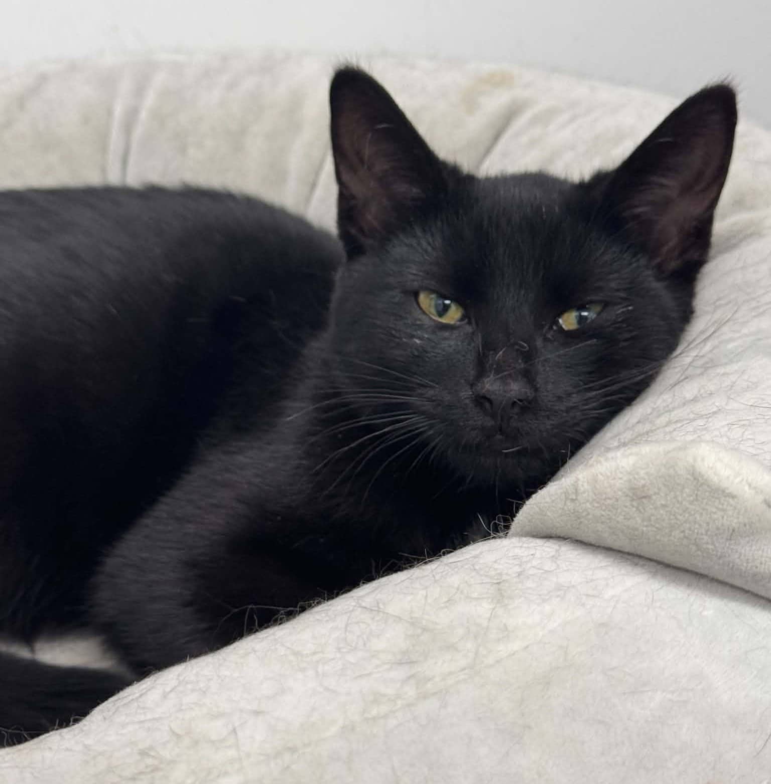 Whistle - Domestic Shorthair cat available for adoption at Biscuits and Purrs Cat Rescue in Ottawa
