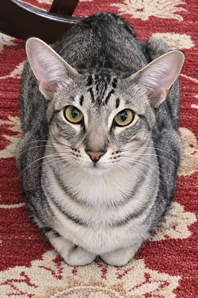 Nimba - Domestic Shorthair cat available for adoption at Biscuits and Purrs Cat Rescue in Ottawa