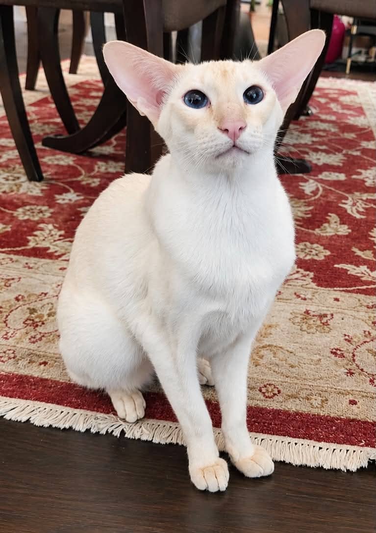 Eggy - Domestic Shorthair cat available for adoption at Biscuits and Purrs Cat Rescue in Ottawa