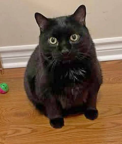 Magic - Domestic Shorthair cat available for adoption at Biscuits and Purrs Cat Rescue in Ottawa