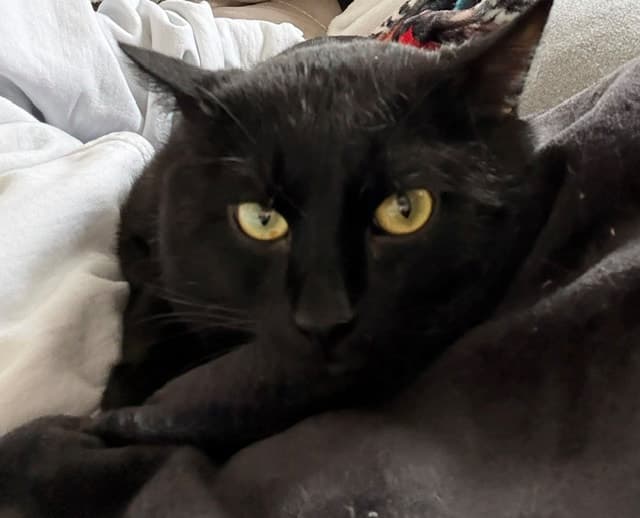 Jerome - Black DSH cat available for adoption at Brandon Humane Society in Manitoba