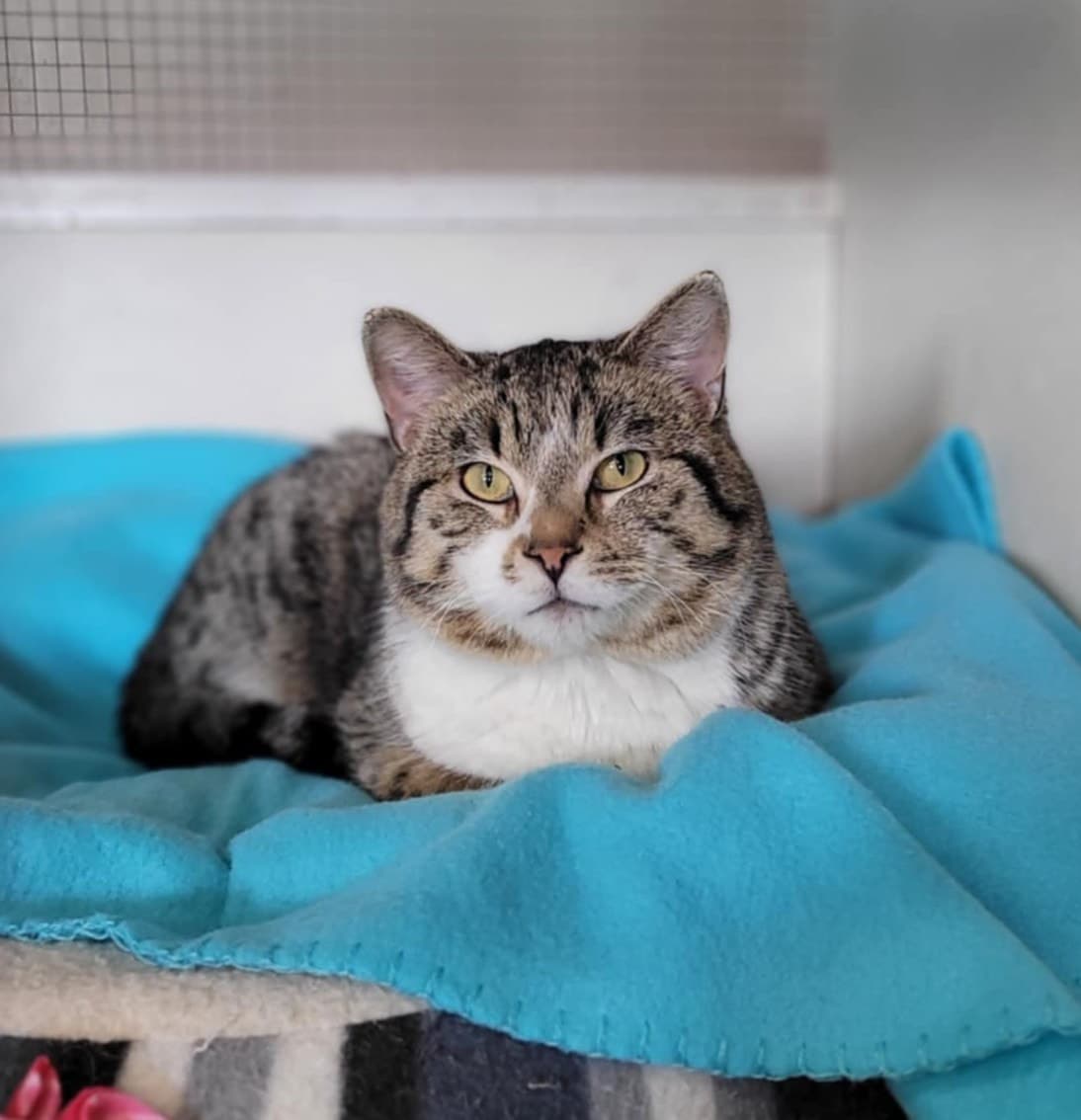 Sanford - DSH Brown and White Tabby cat available for adoption at Brandon Humane Society in Manitoba
