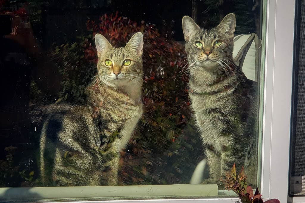Jelly & Donut - Domestic Shorthair cat available for adoption in Calgary