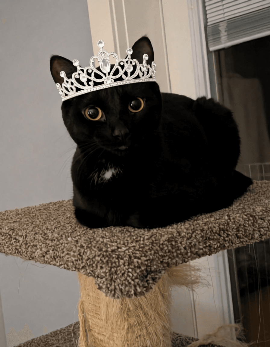 Rainey - Domestic Shorthair cat available for adoption in Calgary