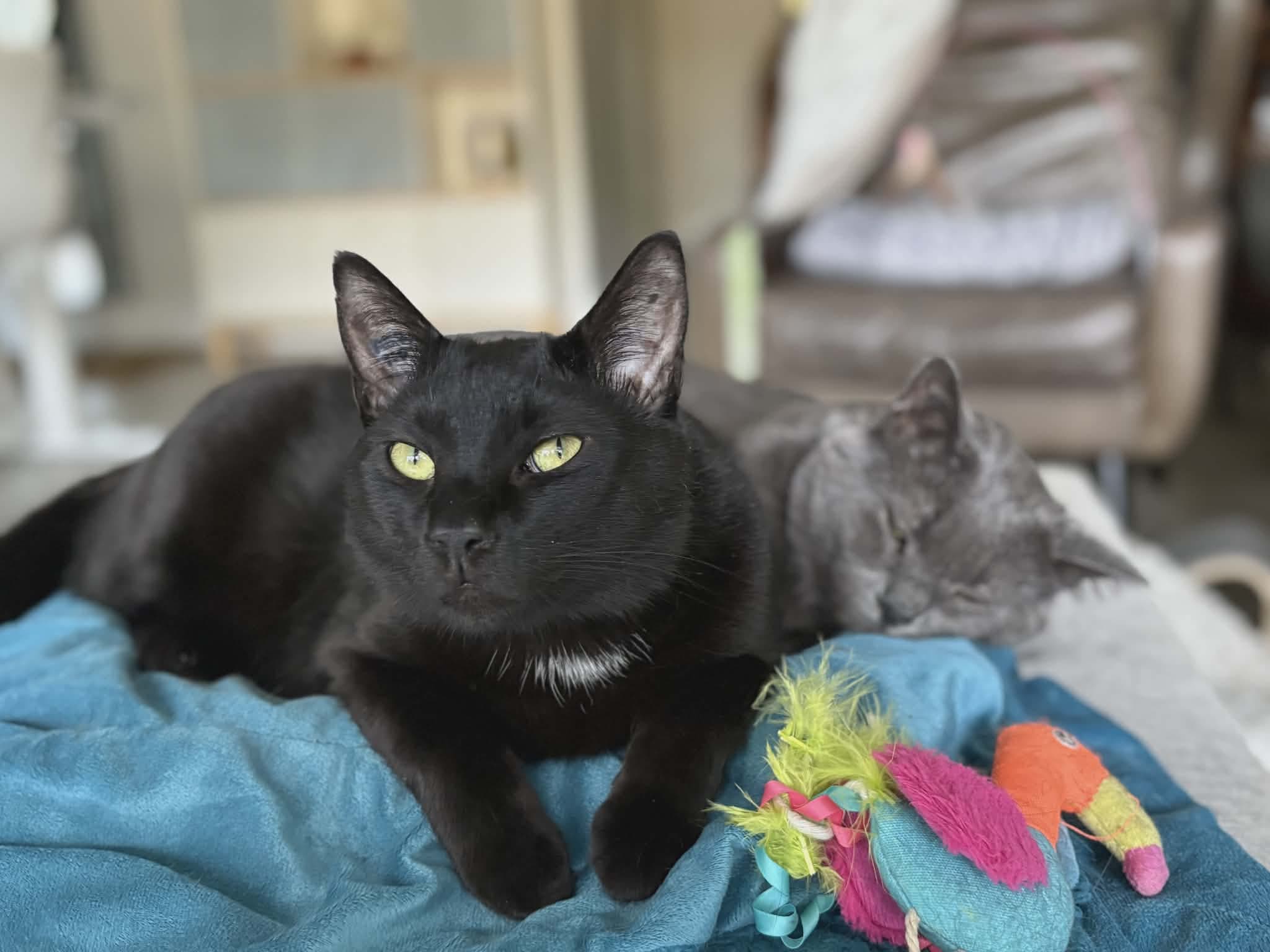 Biscuit - Domestic Shorthair cat available for adoption in Calgary