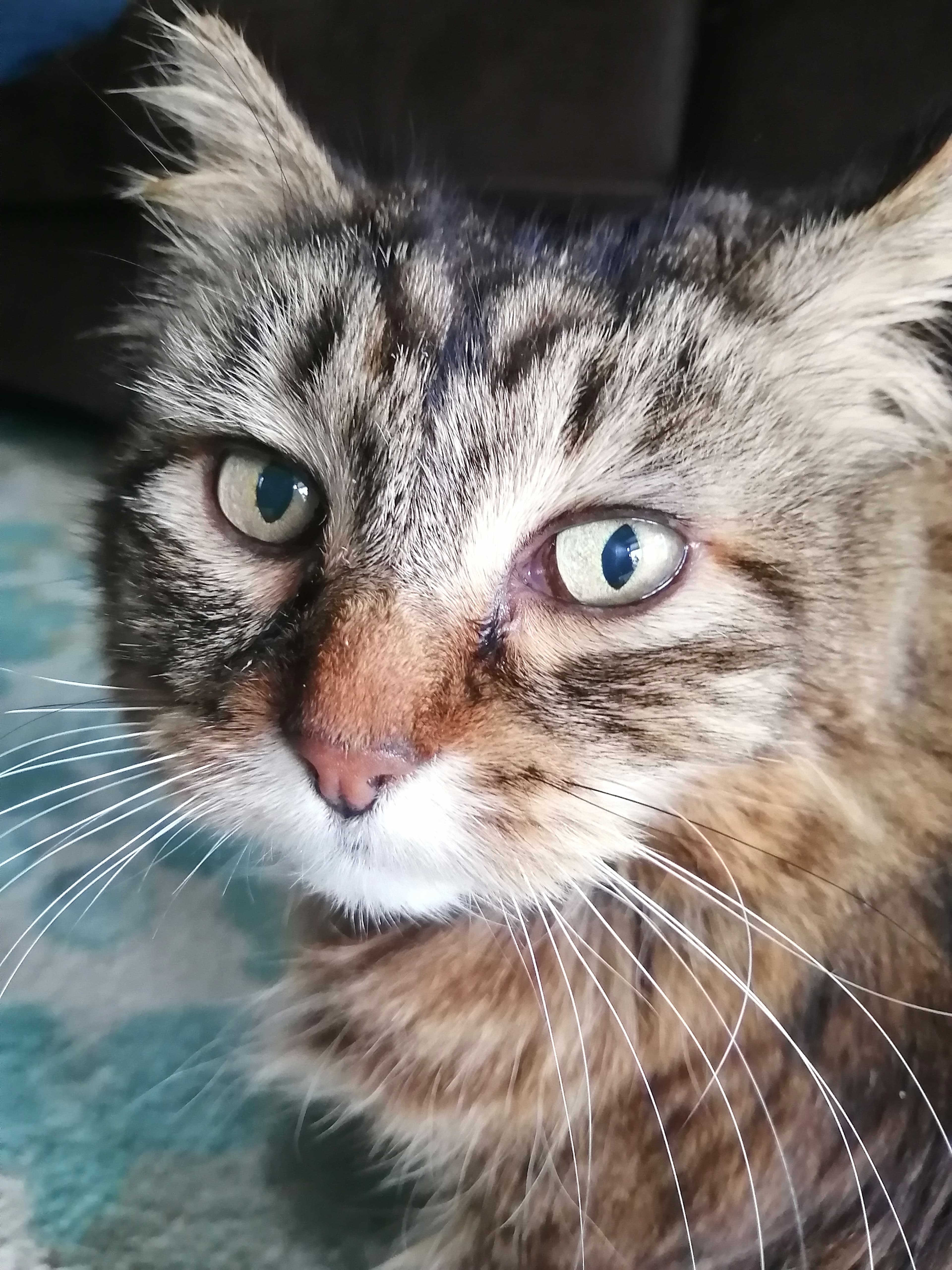 Sunny - Domestic Shorthair cat available for adoption in Calgary
