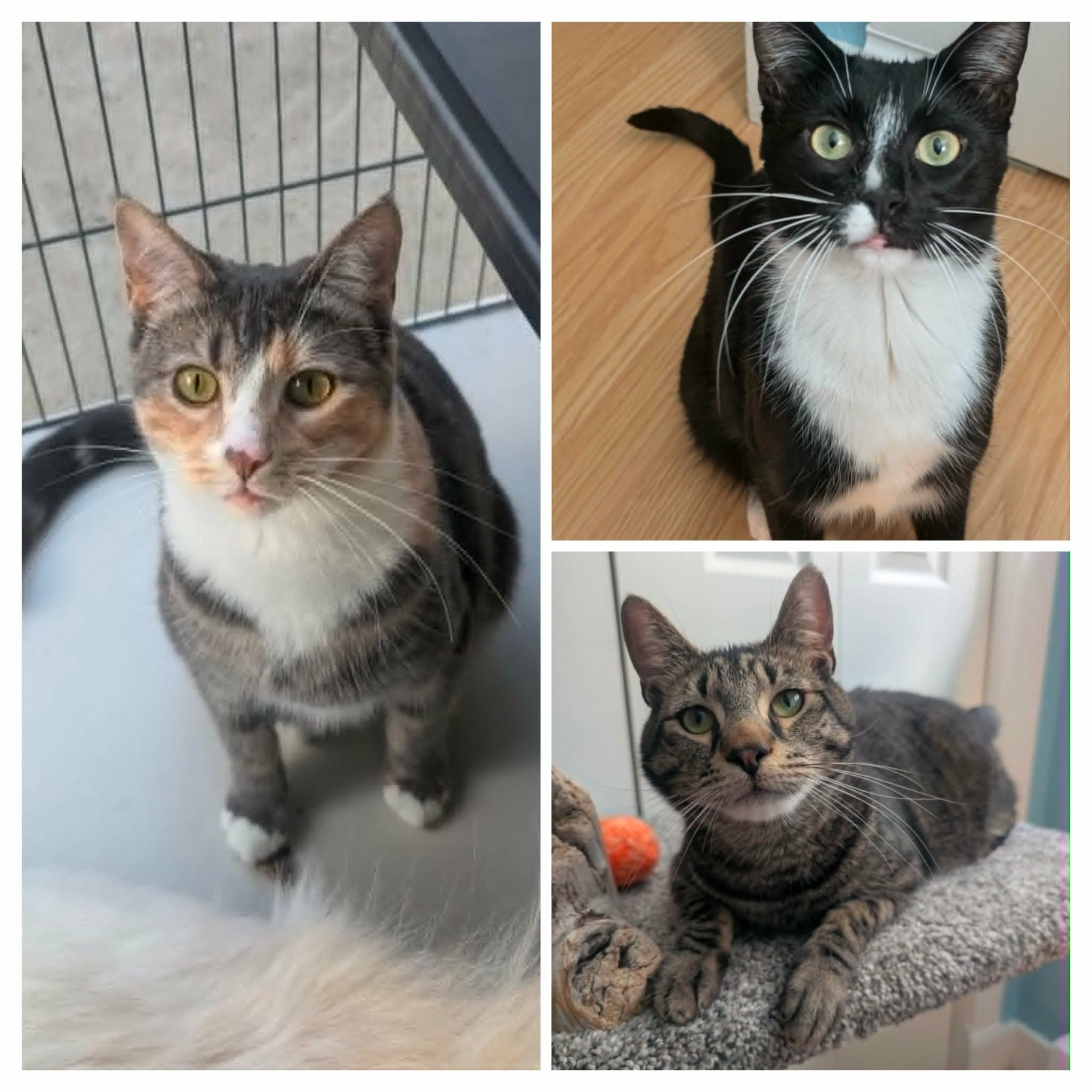 Whisper, Baloo, Dumpling - Domestic Shorthair cat available for adoption in Calgary