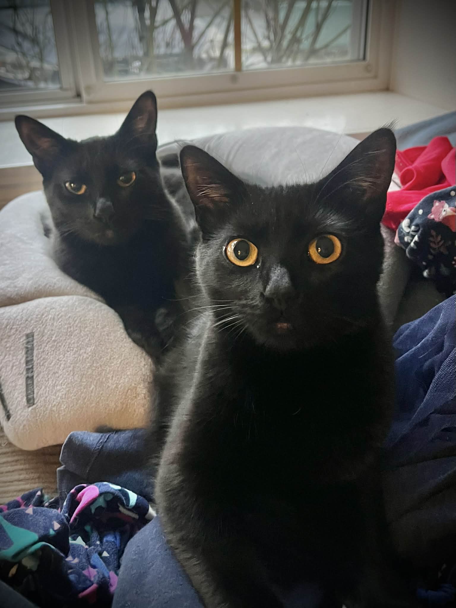 Joyride (Joy) & Detour (DD) - Domestic Shorthair cat available for adoption at Broken Promises Rescue Society in British Columbia