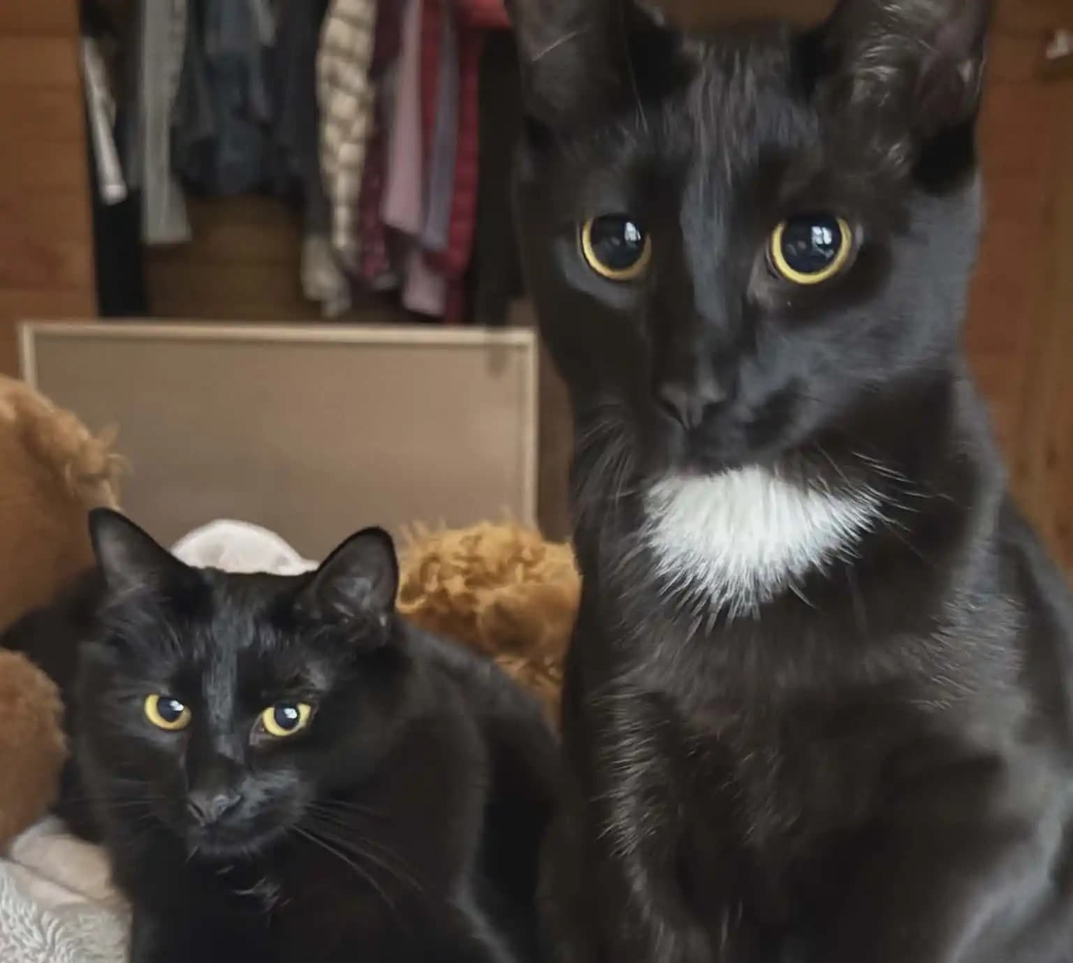 Benny & Cutie Pie - Domestic Shorthair cat available for adoption in Calgary