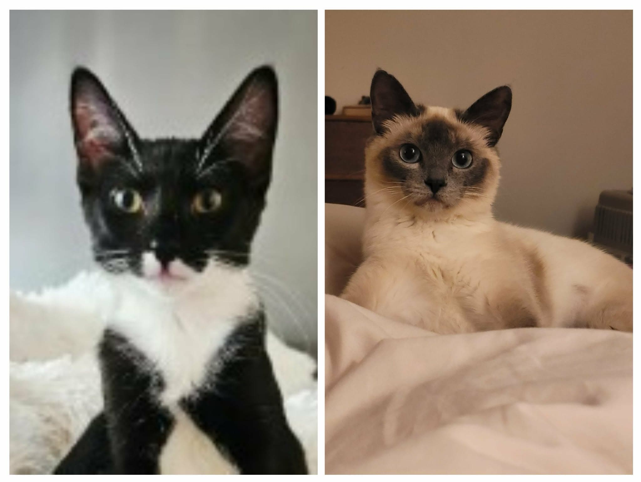 Coco & Trinity - Domestic Shorthair cat available for adoption in Calgary