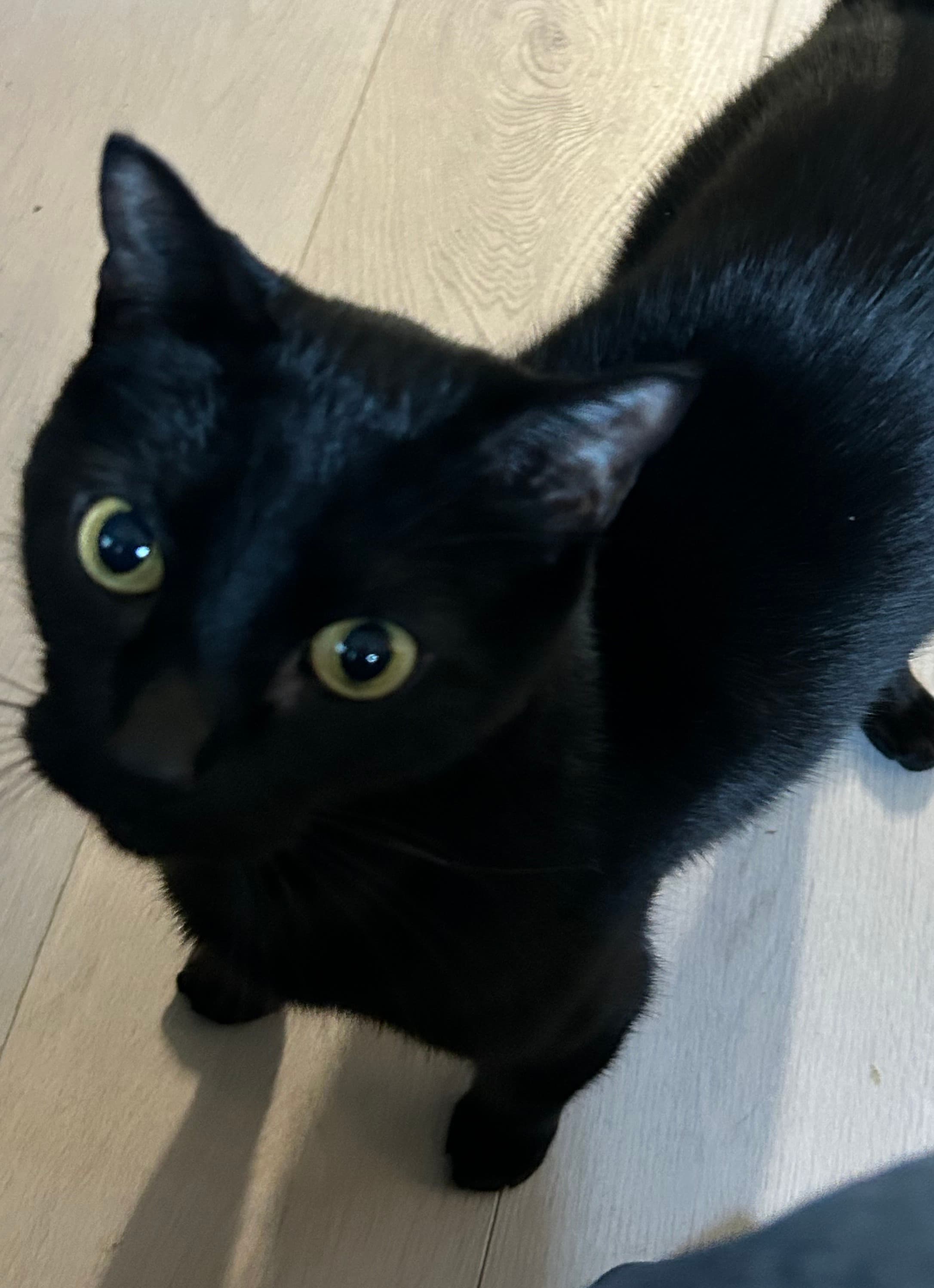 Panther - Domestic Shorthair cat available for adoption in Calgary