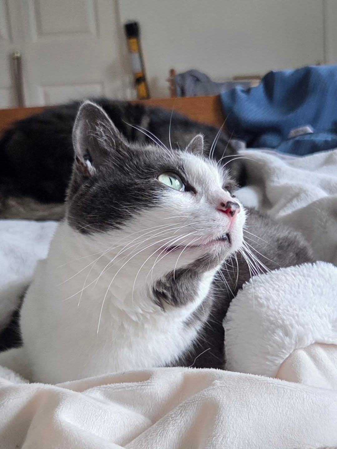 Kelly - Domestic Shorthair cat available for adoption at Broken Promises Rescue Society in British Columbia