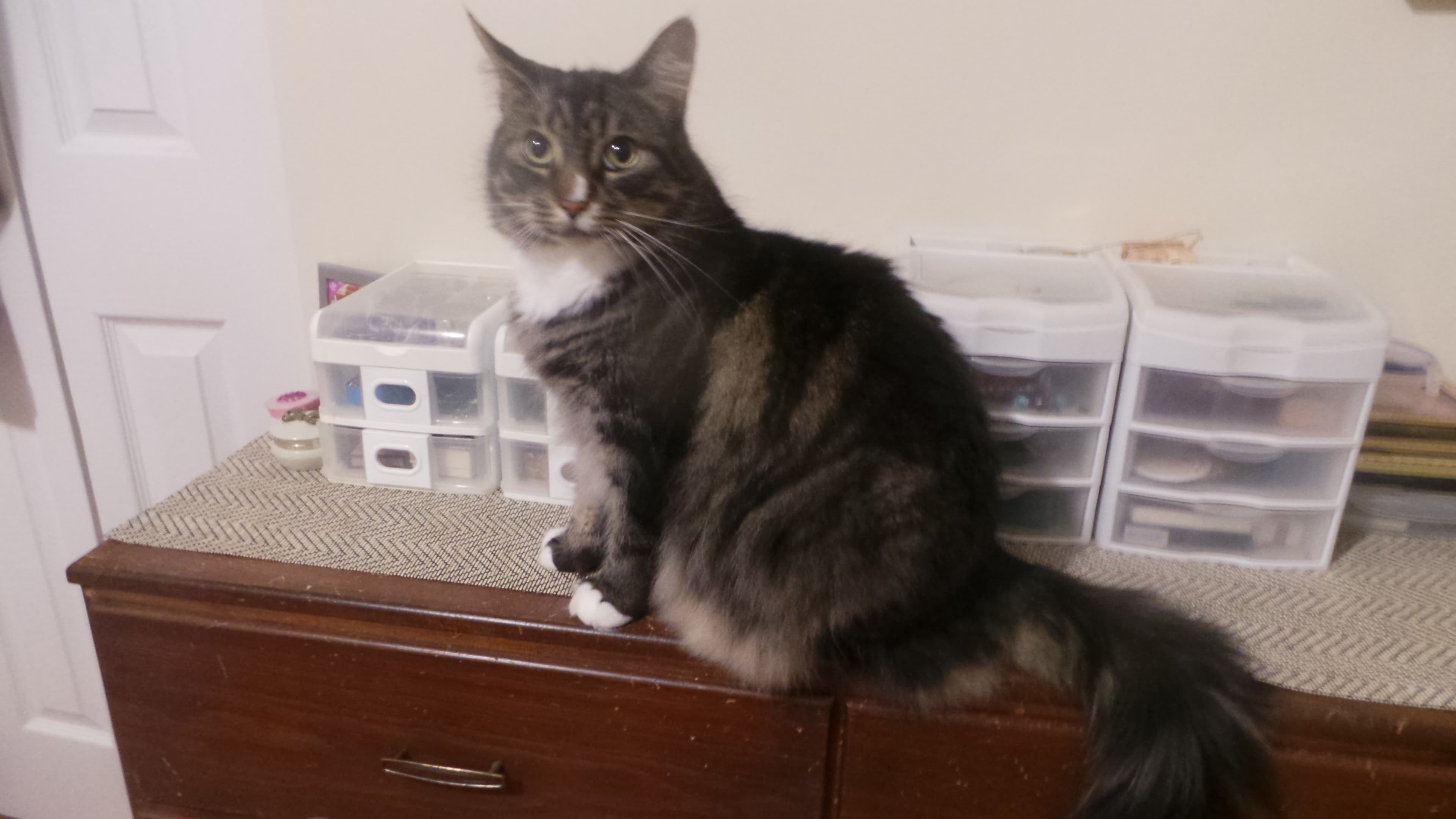 Jack - Domestic Shorthair cat available for adoption in Calgary