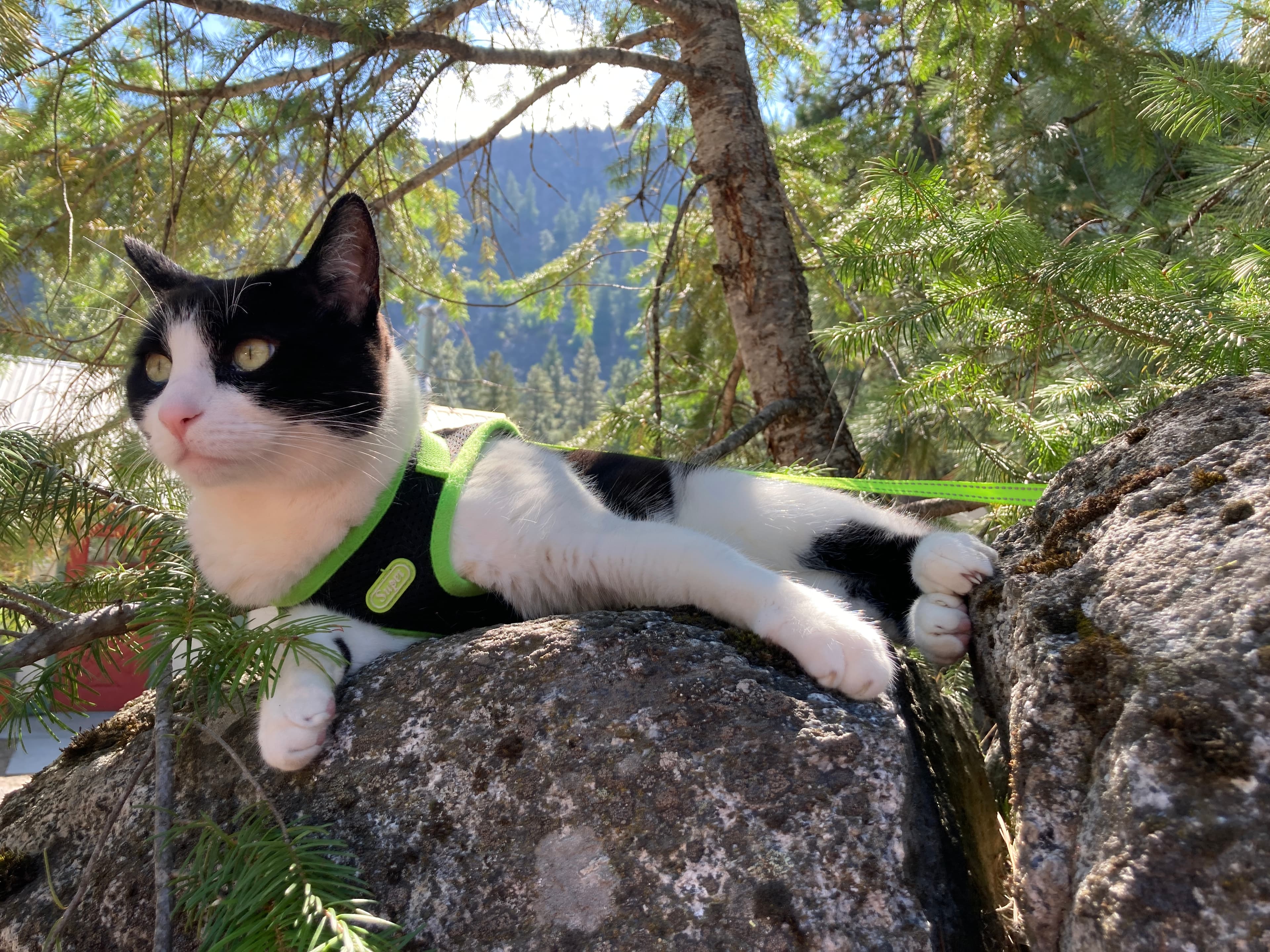 Milo - Domestic Shorthair cat available for adoption at Broken Promises Rescue Society in British Columbia