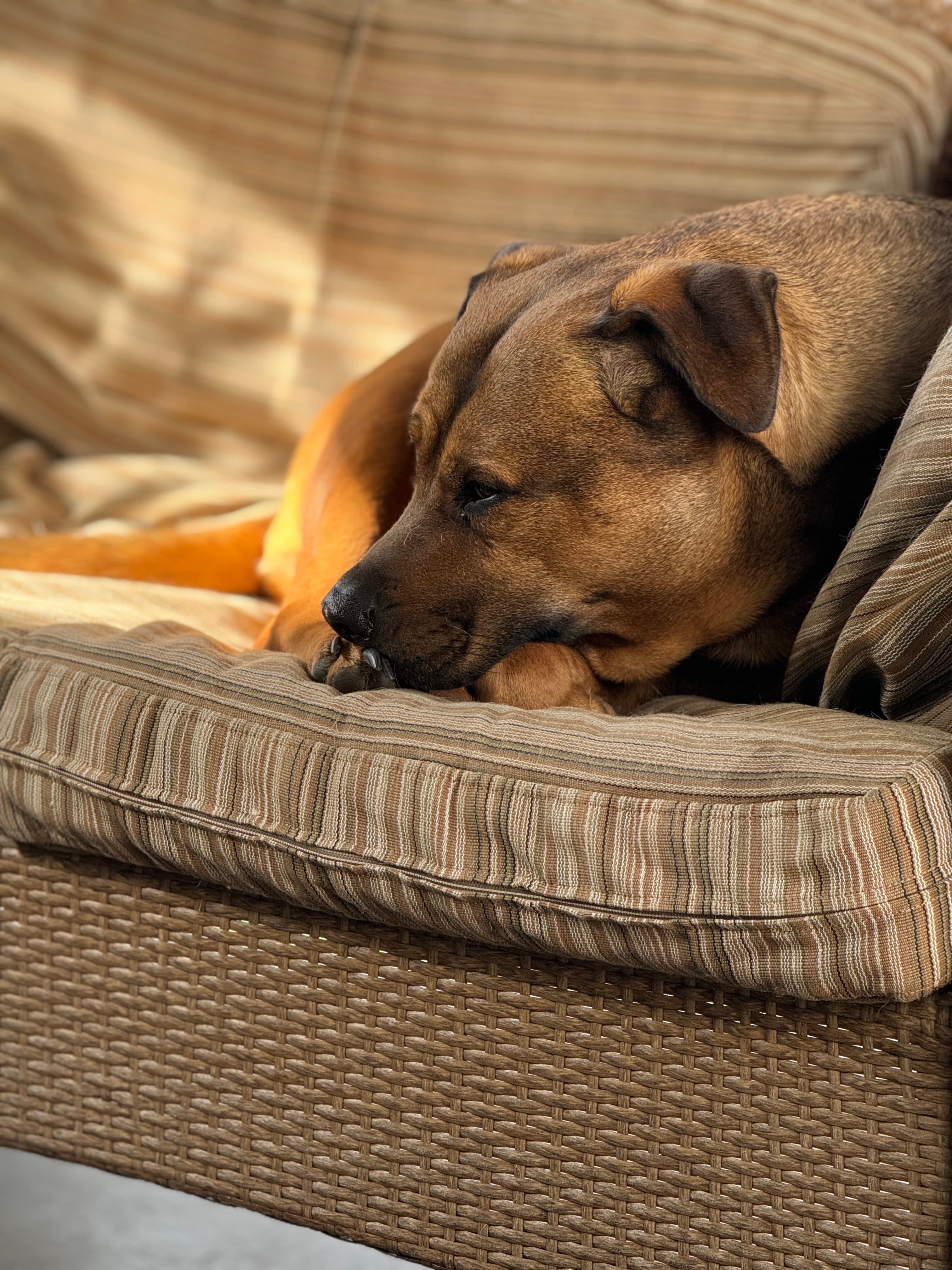Jessie - Mixed Breed available for adoption at Broken Promises Rescue Society in British Columbia