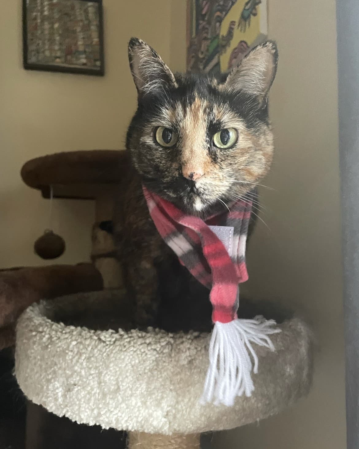 Sylvie - Domestic Shorthair cat available for adoption at Broken Promises Rescue Society in British Columbia