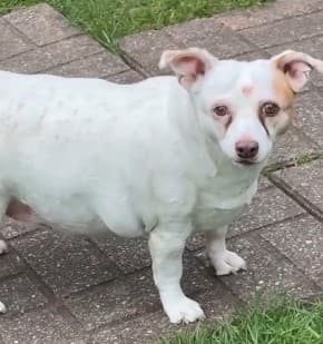 Sally - Mixed Breed available for adoption at Broken Promises Rescue Society in British Columbia