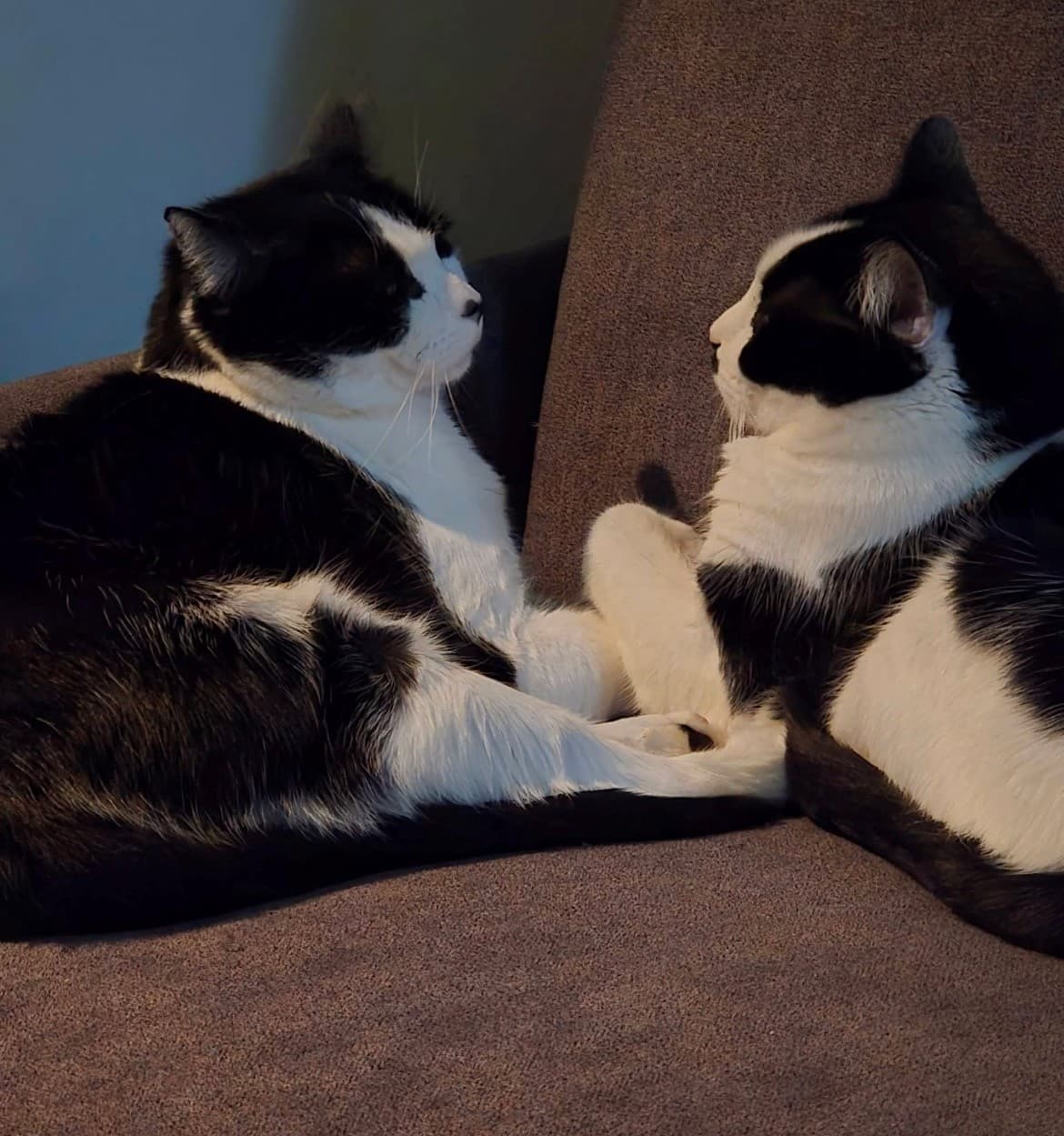 Charlie & Desi - Domestic Shorthair cat available for adoption at Broken Promises Rescue Society in British Columbia