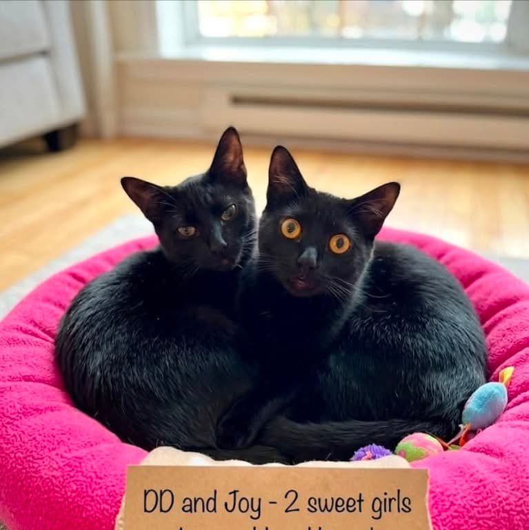 Joyride (Joy) & Detour (DD) - Domestic Shorthair available for adoption