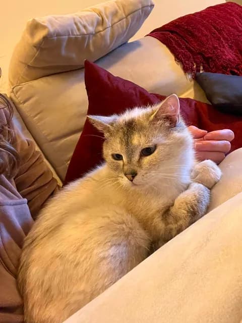 Azura - Domestic Shorthair cat available for adoption at Broken Promises Rescue Society in Victoria