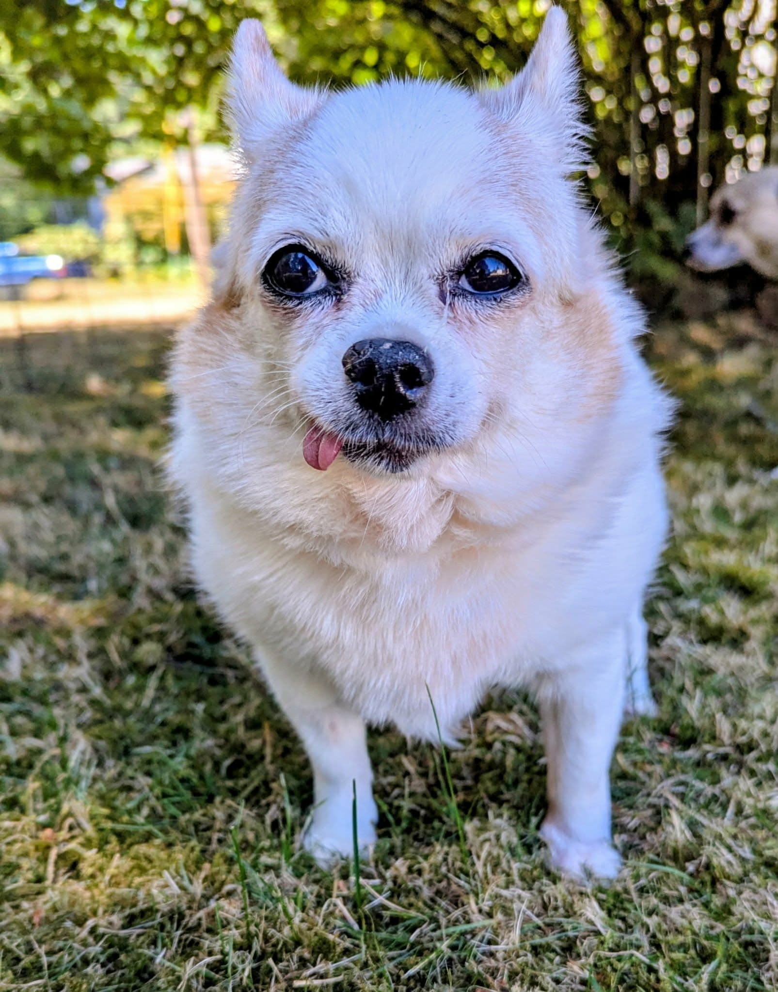 Chloe - Mixed Breed available for adoption