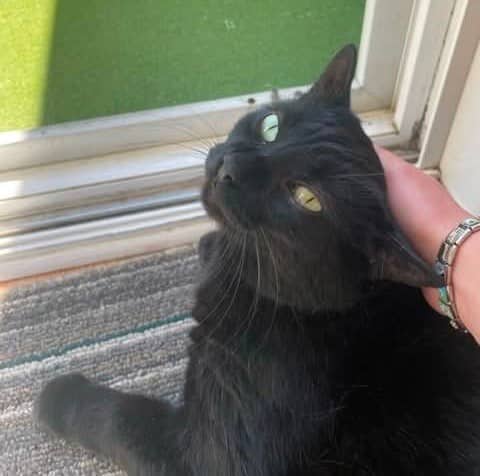 Mikey - Domestic Shorthair available for adoption