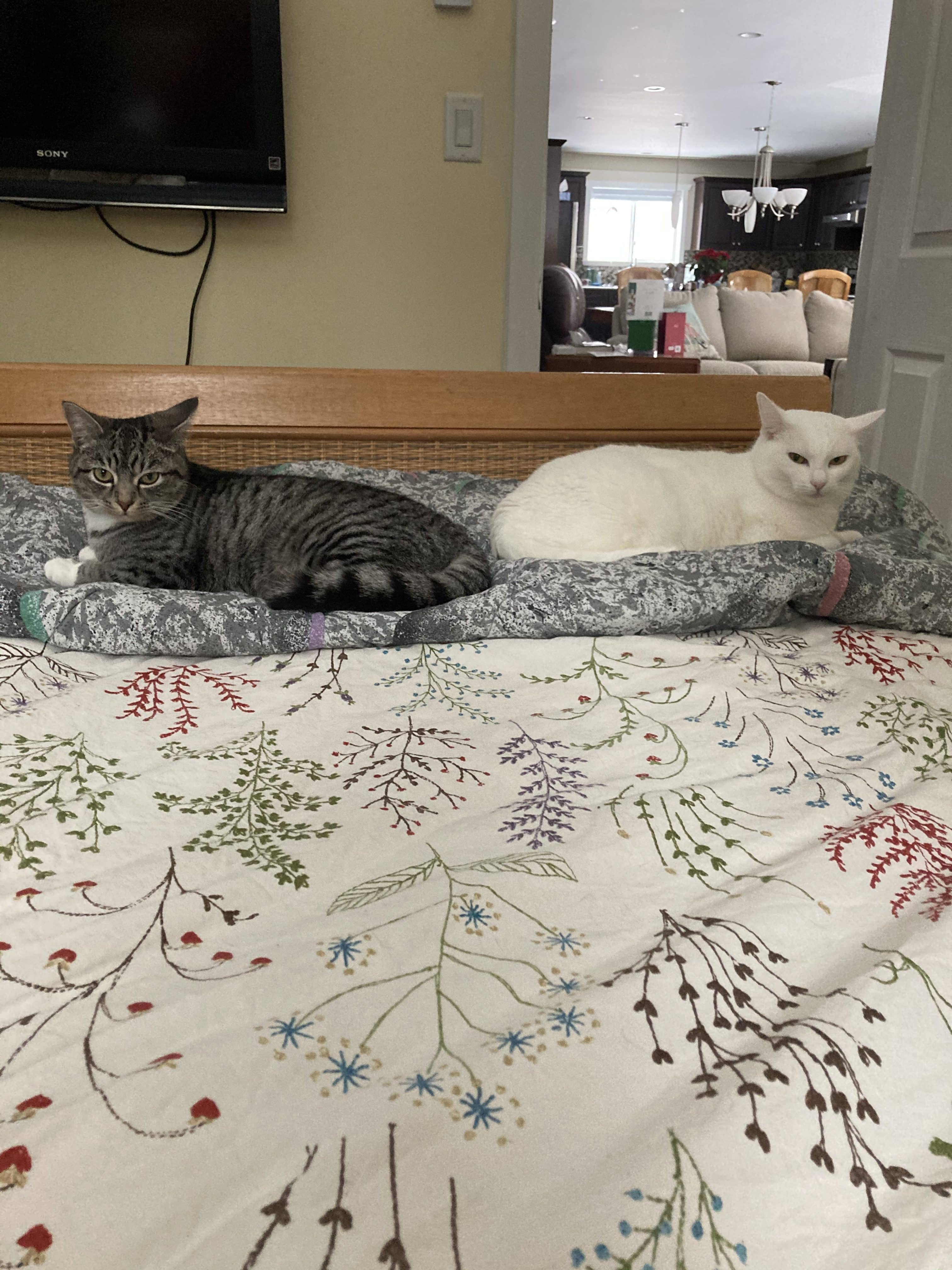 Killi and Guchi - Domestic Shorthair cat available for adoption at Broken Promises Rescue Society in Victoria