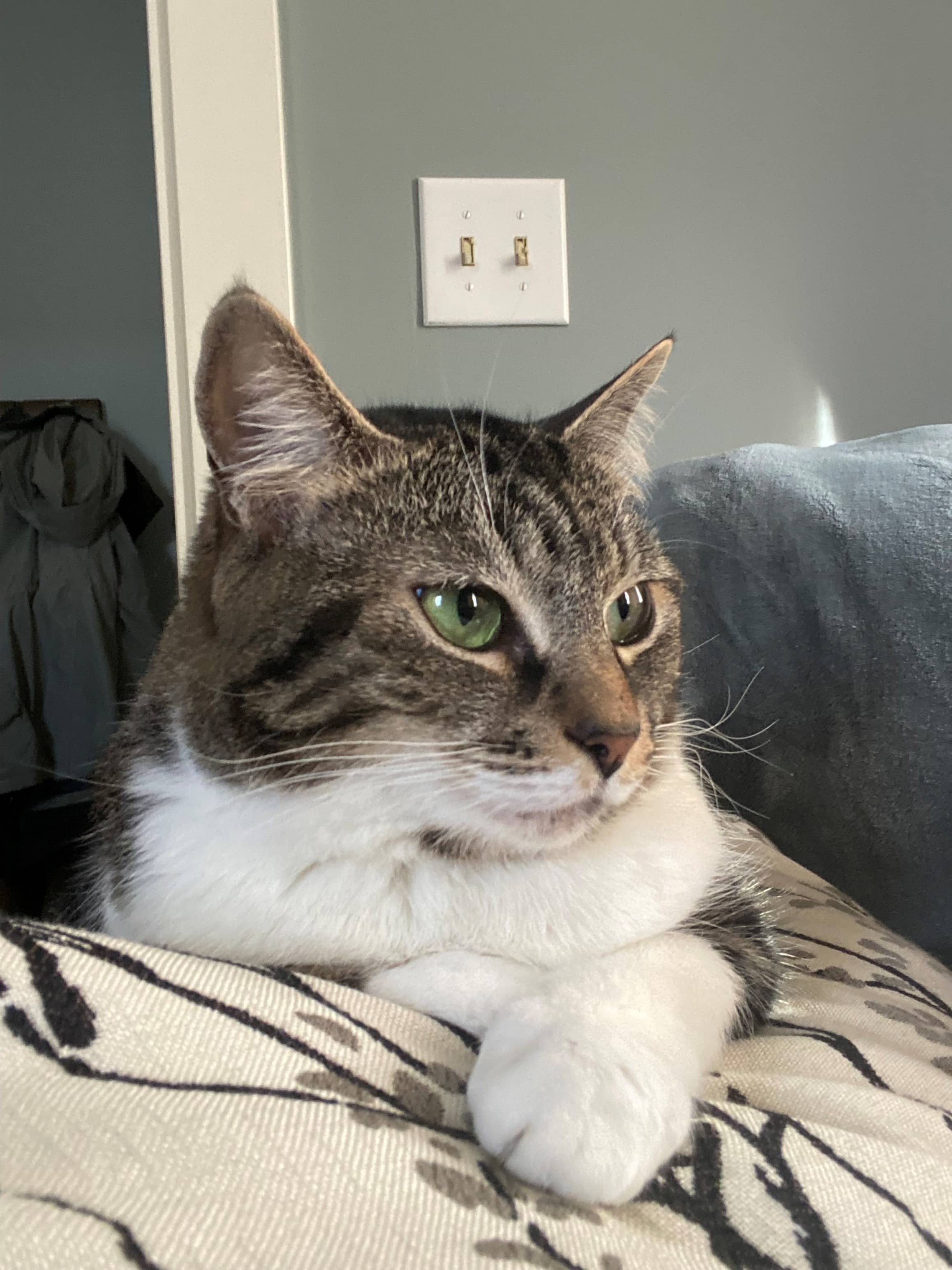 Dallas - Domestic Shorthair available for adoption