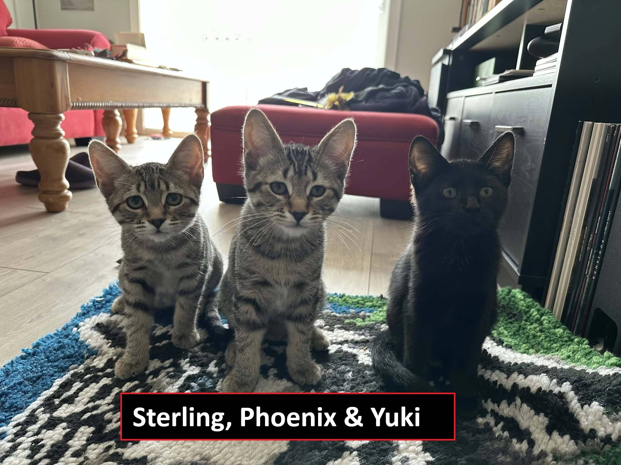 Phoenix, Sterling and Yuki - Domestic Shorthair cat available for adoption at Broken Promises Rescue Society in Victoria