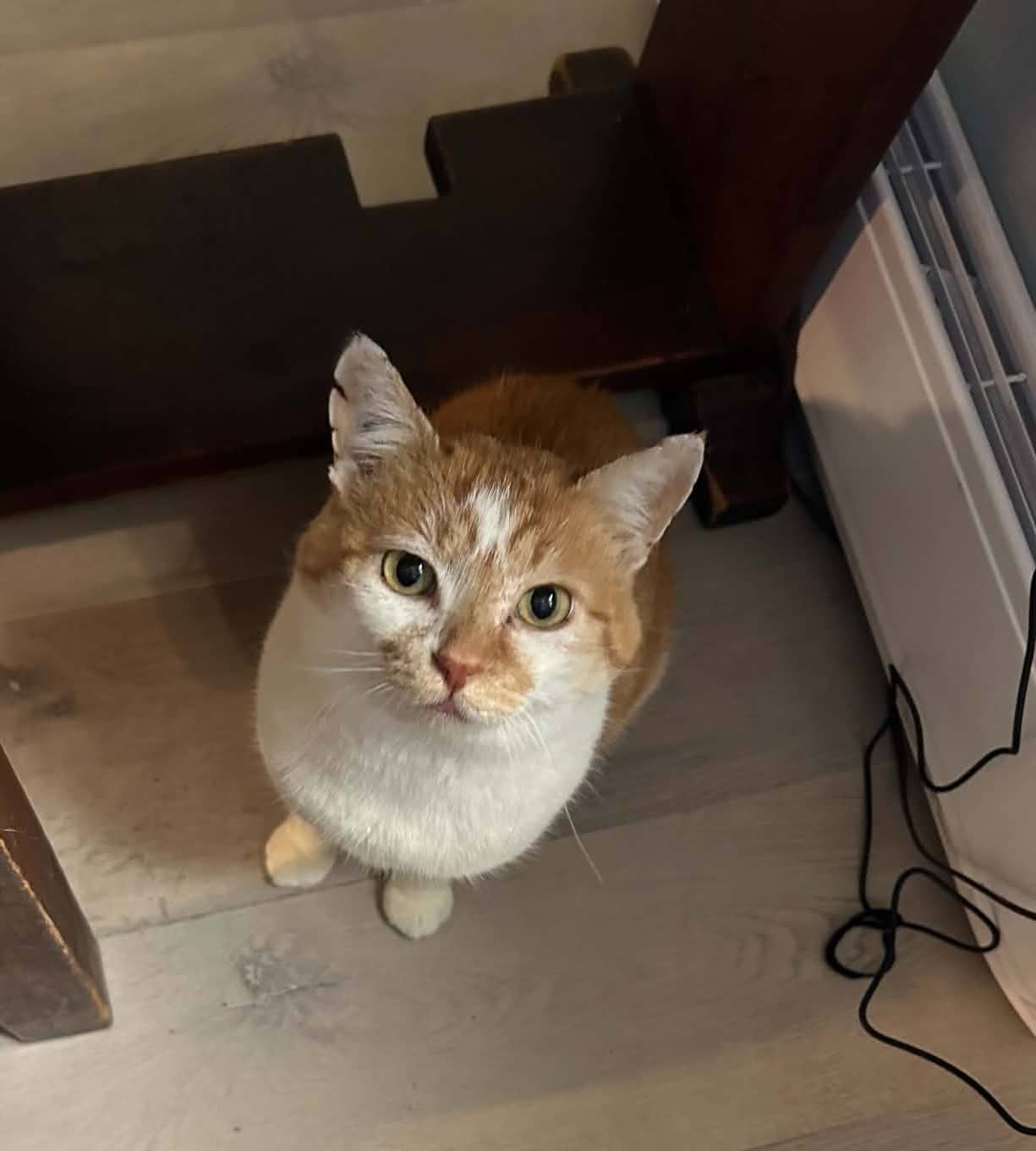 Tom Tom - Domestic Shorthair cat available for adoption at Broken Promises Rescue Society in Victoria