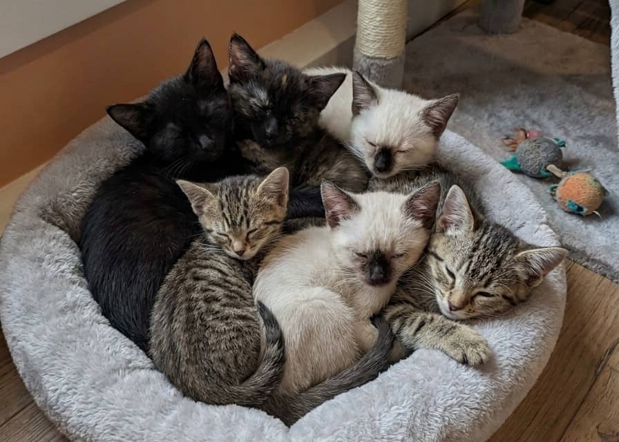 The “P” Pack - Domestic Shorthair cat available for adoption at Broken Promises Rescue Society in Victoria