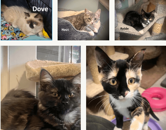 Dove, Hoot, Raven, Wren and Robin - Domestic Shorthair cat available for adoption at Broken Promises Rescue Society in Victoria
