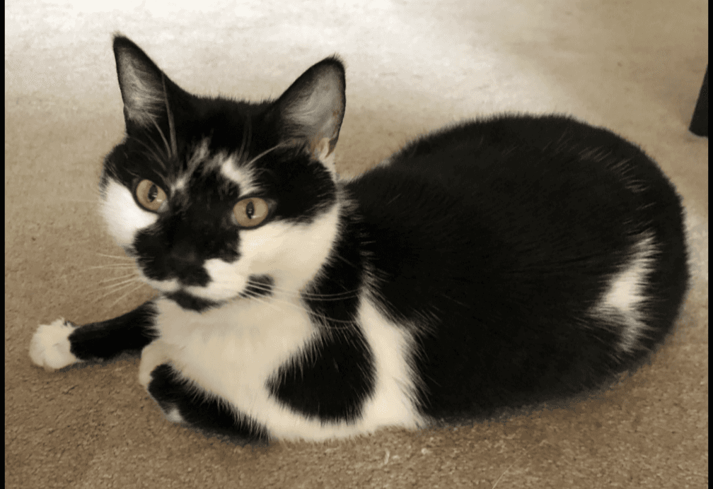 Trevor - Domestic Shorthair available for adoption