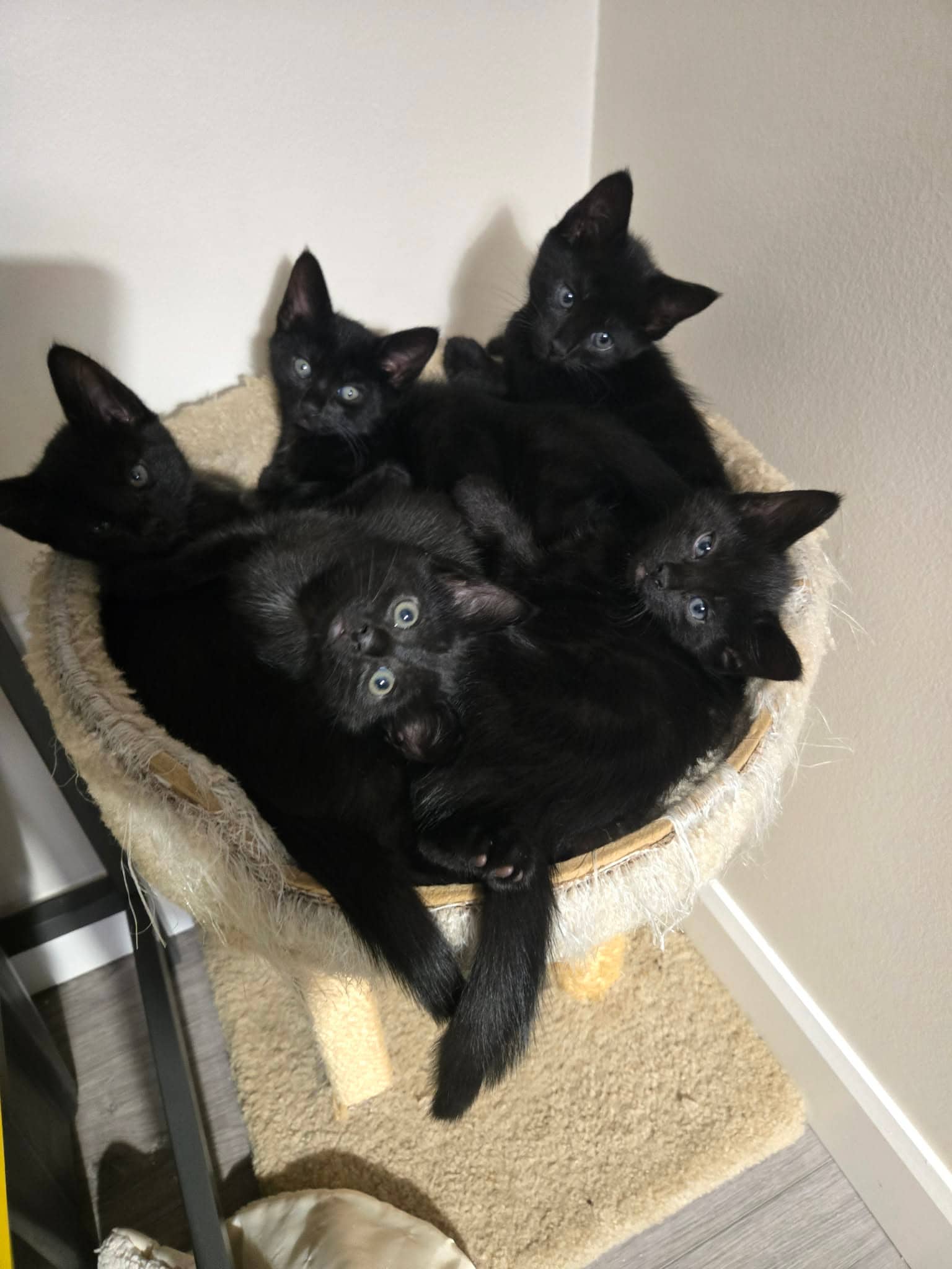 “Old Man” Litter - Domestic Shorthair cat available for adoption at Broken Promises Rescue Society in Victoria