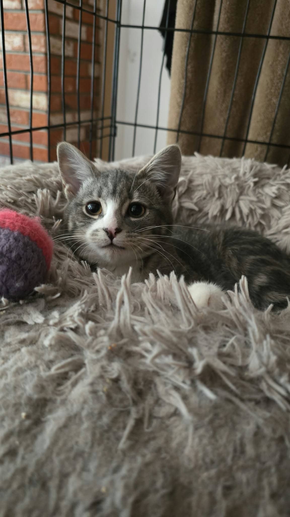 Heron - Domestic Shorthair available for adoption