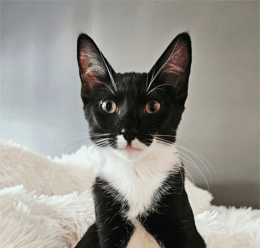 Trinity - Domestic Shorthair cat available for adoption at Broken Promises Rescue Society in Victoria