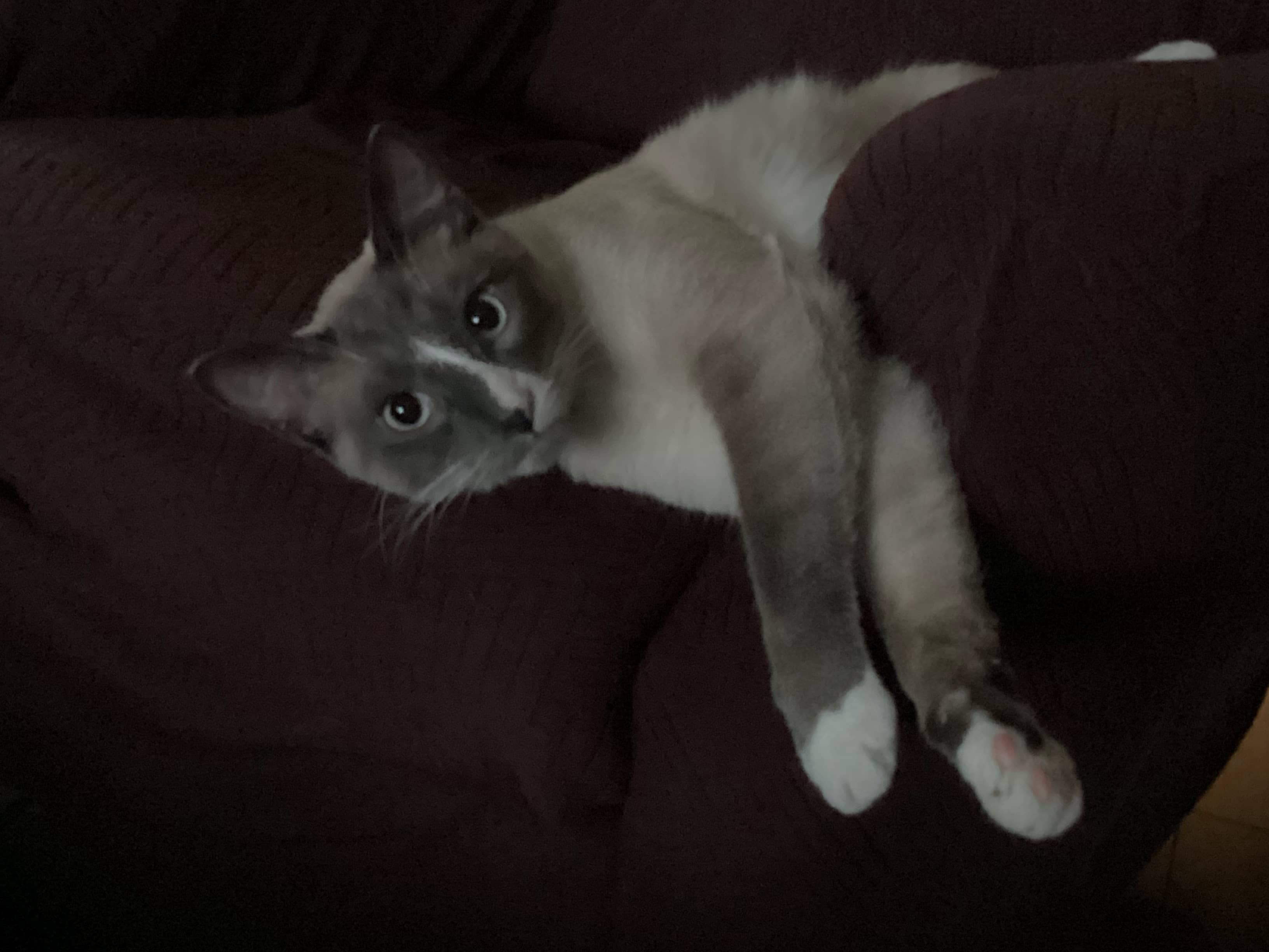 Blizzard - Domestic Shorthair cat available for adoption at Broken Promises Rescue Society in Victoria