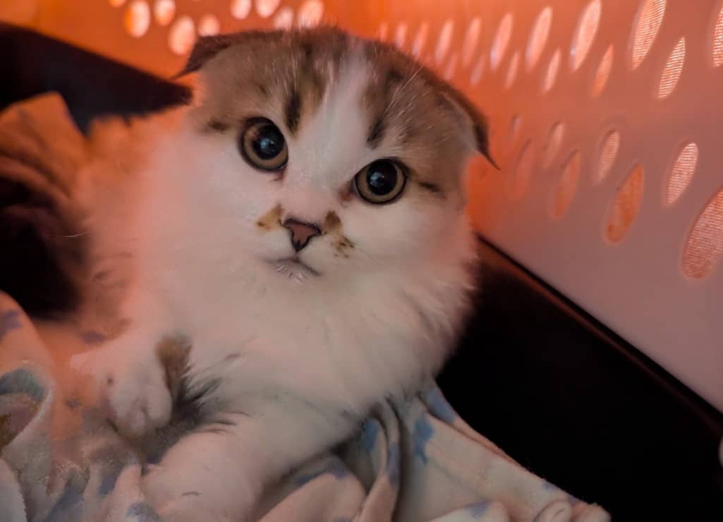 Robyn - Domestic Shorthair cat available for adoption at Broken Promises Rescue Society in Victoria