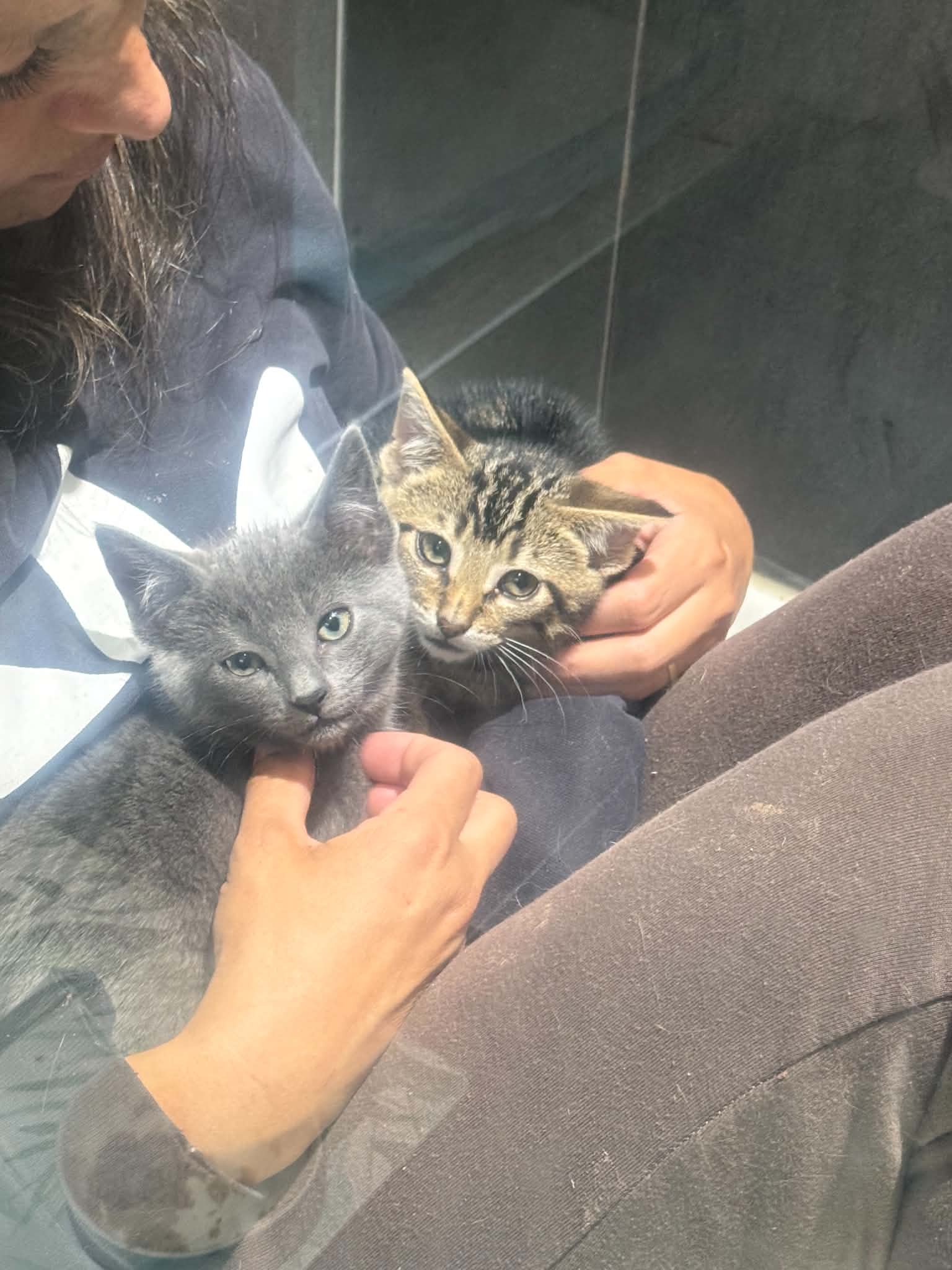 Gigi and Gyro - Domestic Shorthair cat available for adoption at Broken Promises Rescue Society in Victoria
