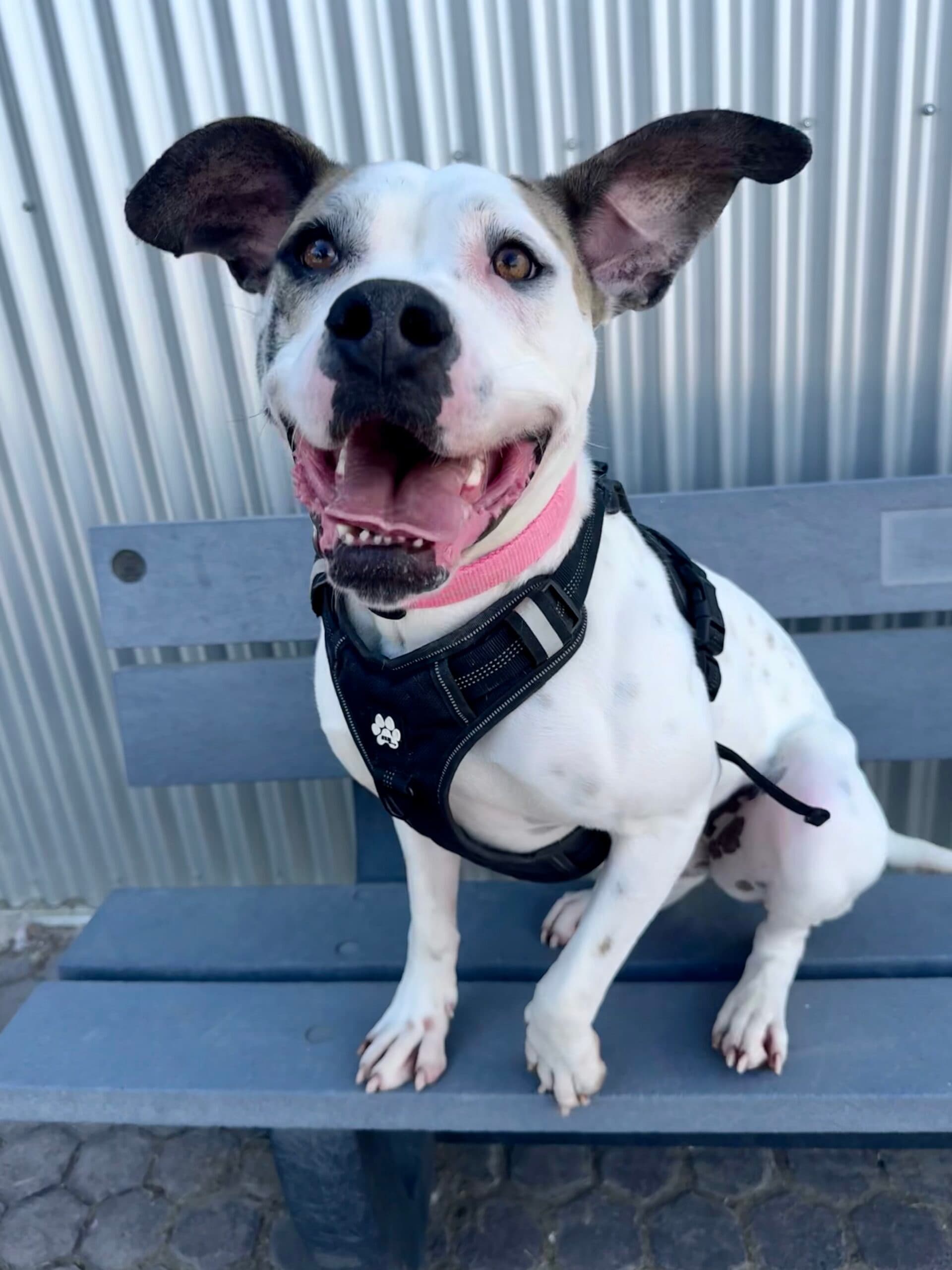 Darling - Boxer Mix available for adoption in Alberta
