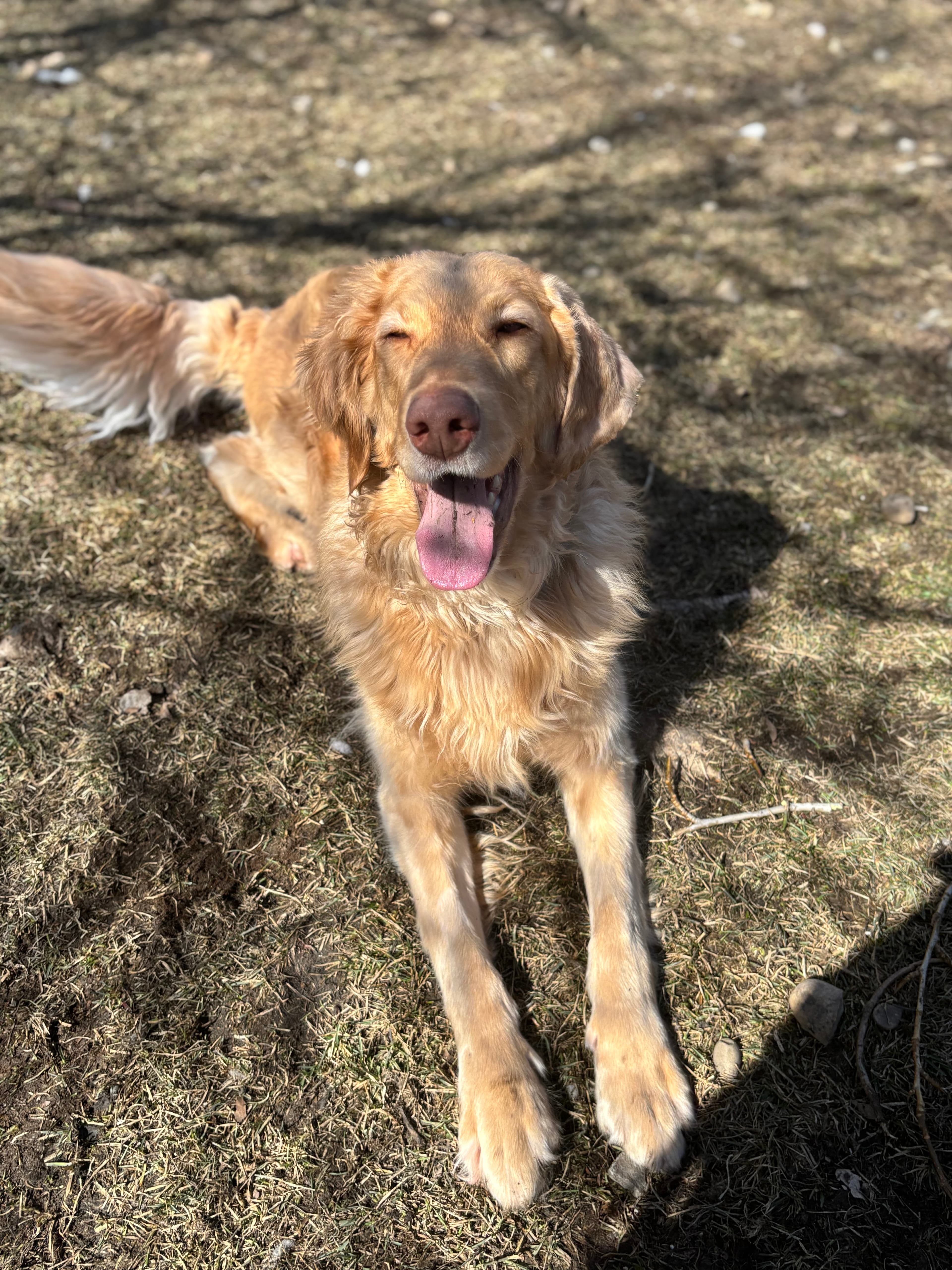 Toby - Labrador Retriever Mix available for adoption in Calgary