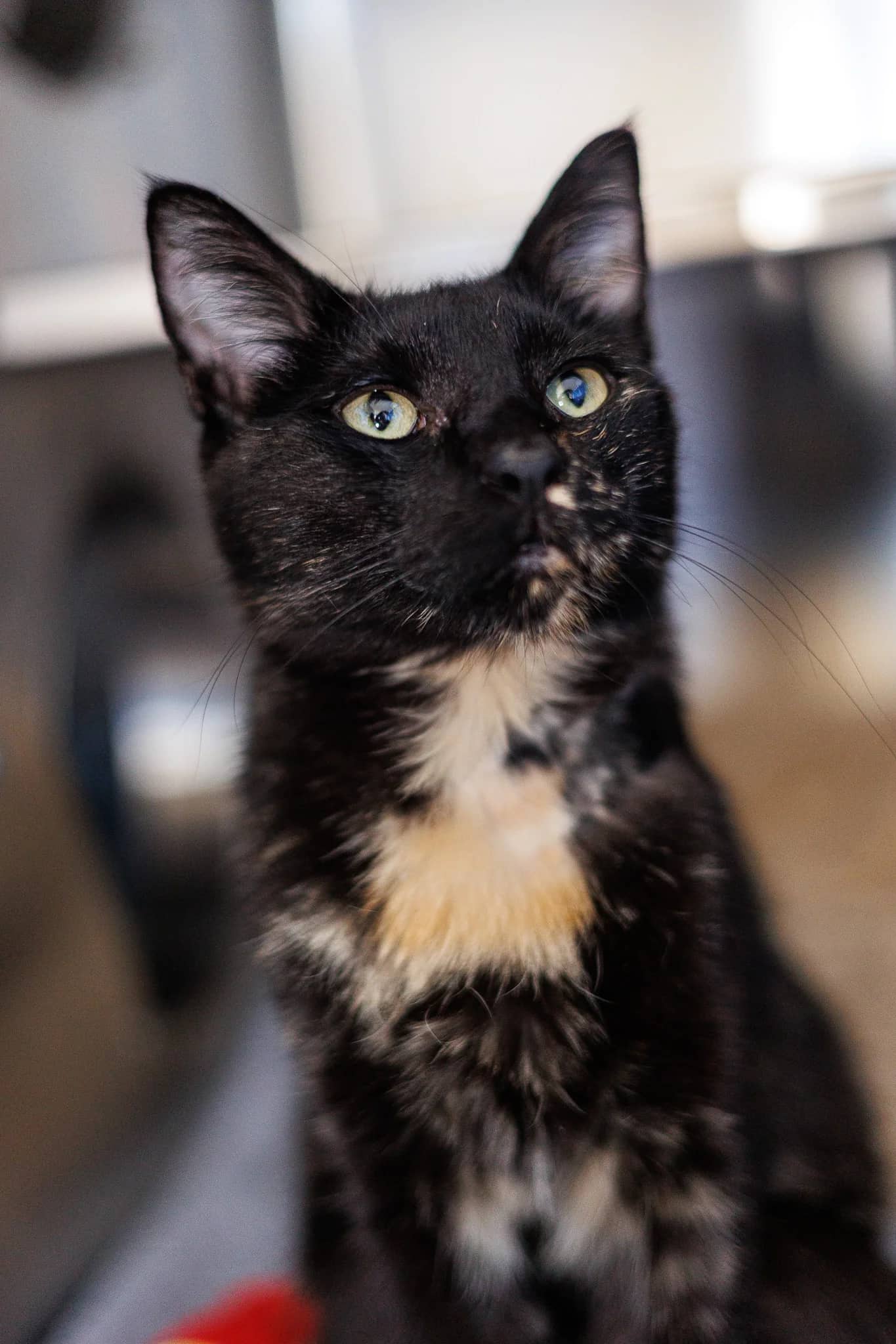 Ummie - Domestic Short Hair available for adoption