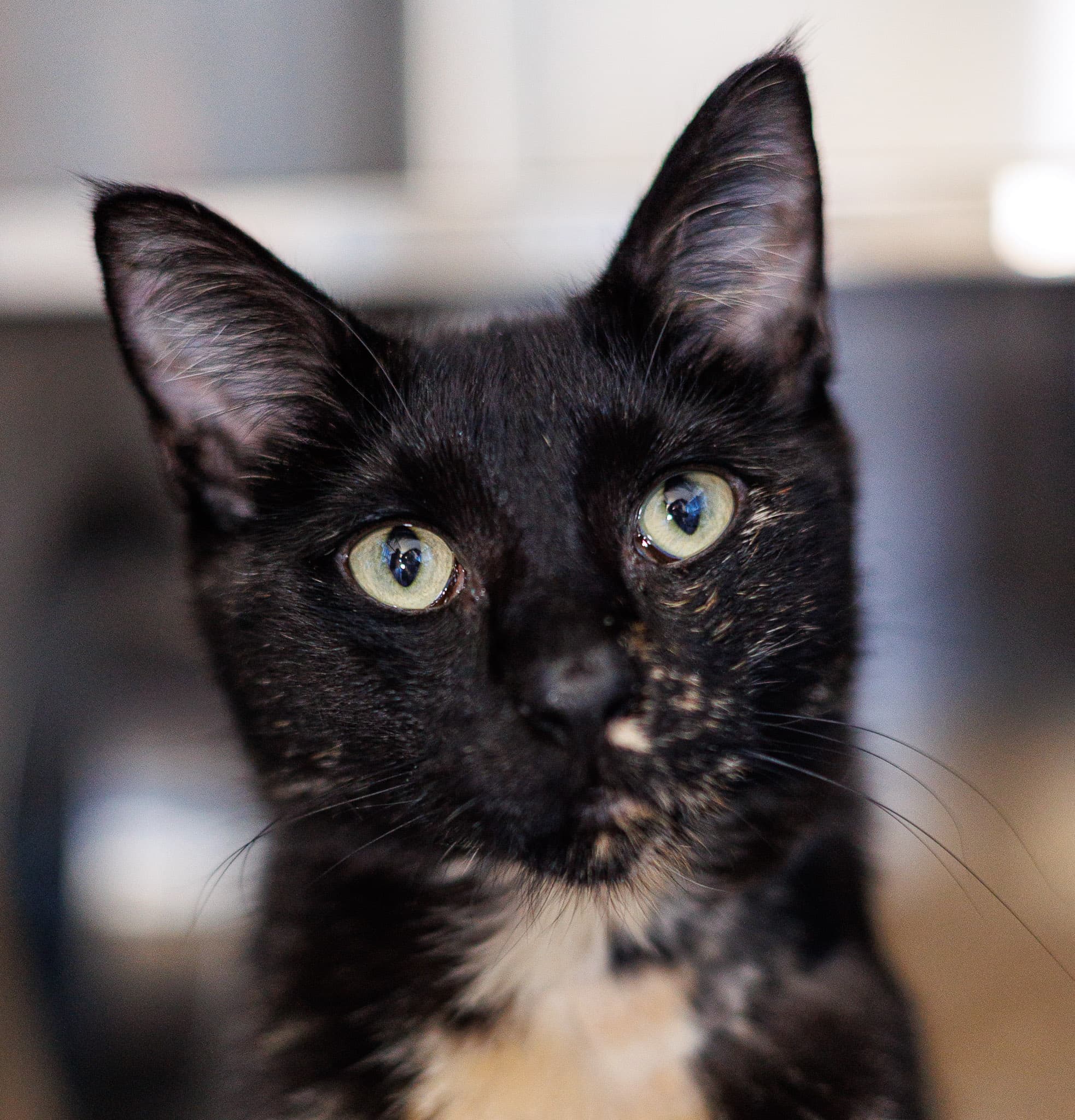 Ummie - Domestic Short Hair cat available for adoption in Calgary