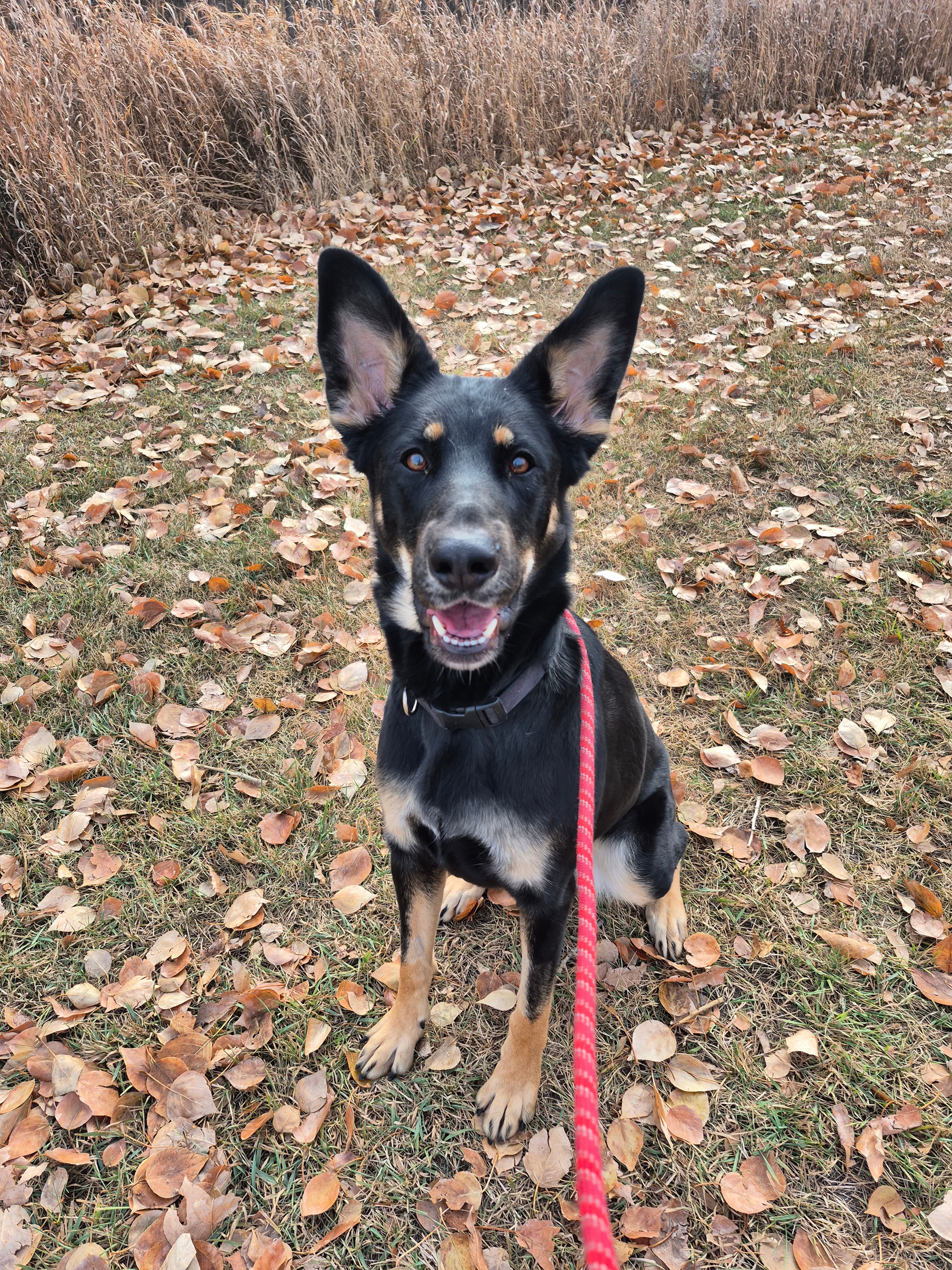 Magpie - Shepherd Mix available for adoption in Calgary