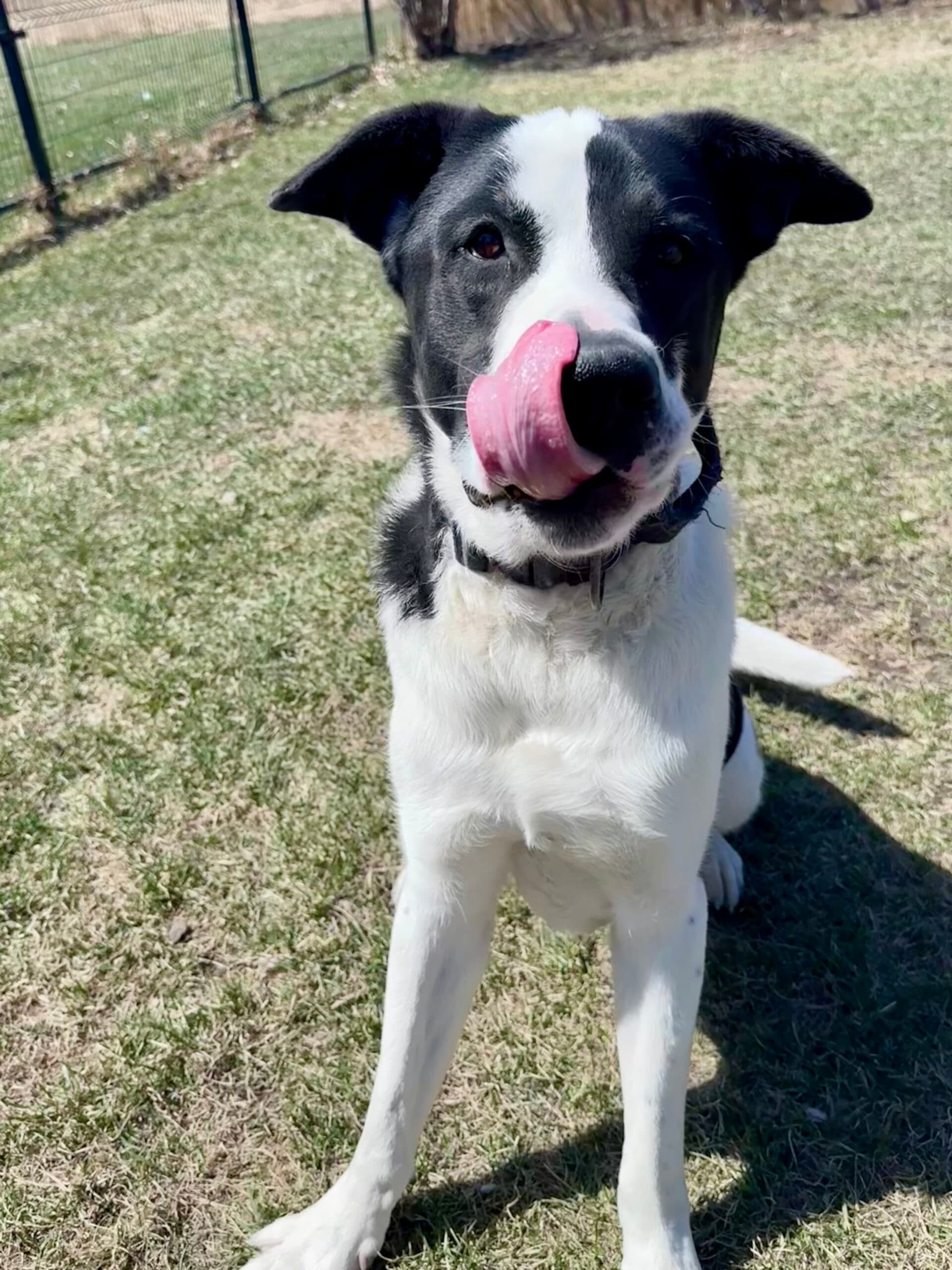 Rocky - Great Pyrenees Mix available for adoption in Calgary