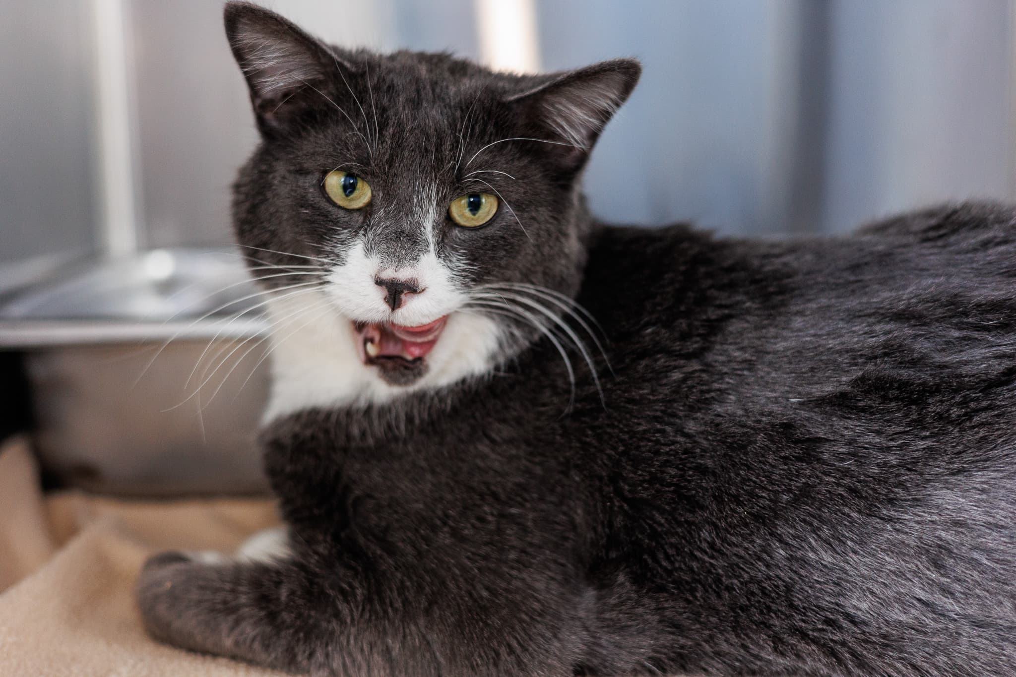 Rogue - Domestic Short Hair cat available for adoption in Calgary
