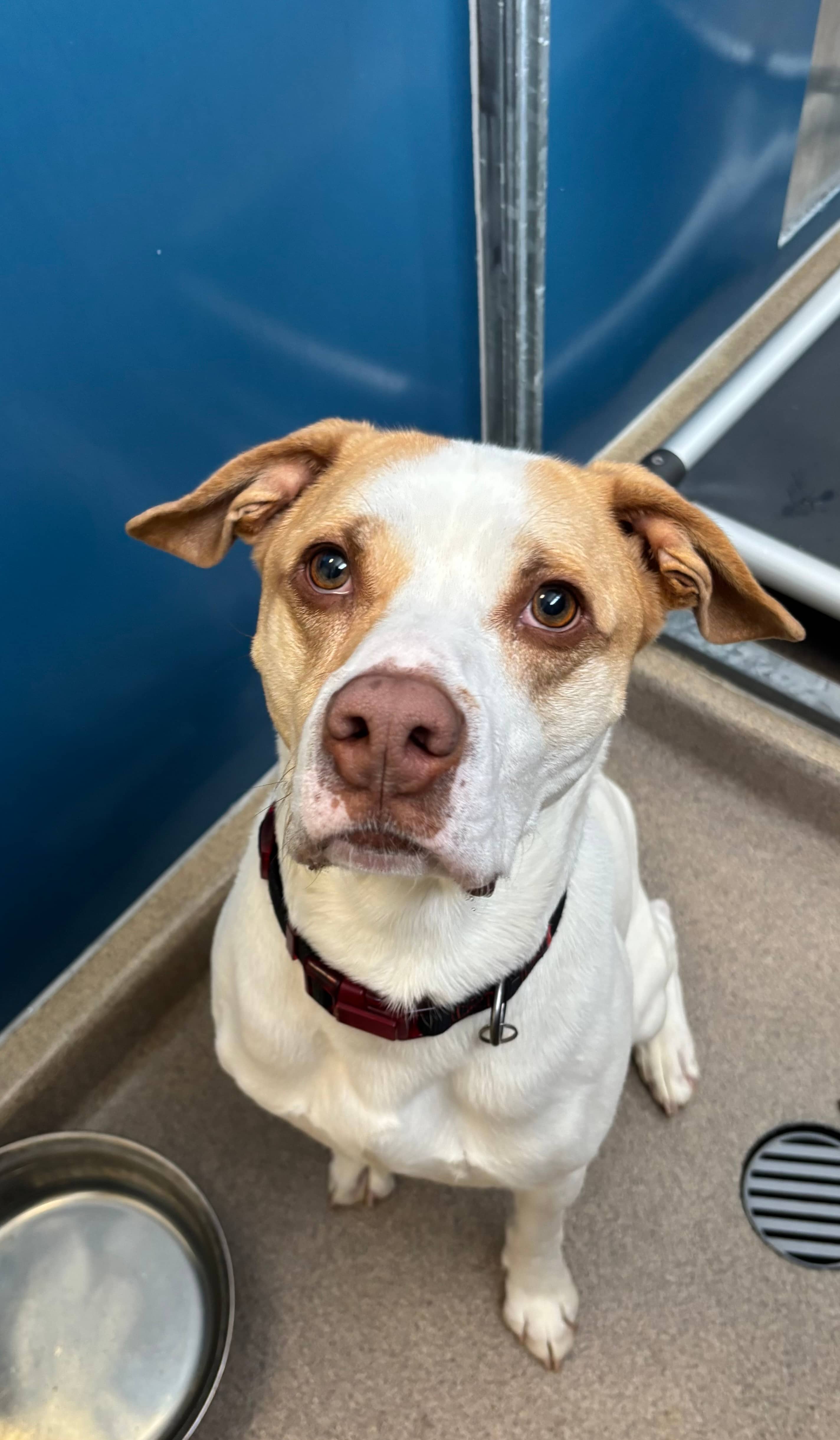 Milo - Boxer Mix available for adoption