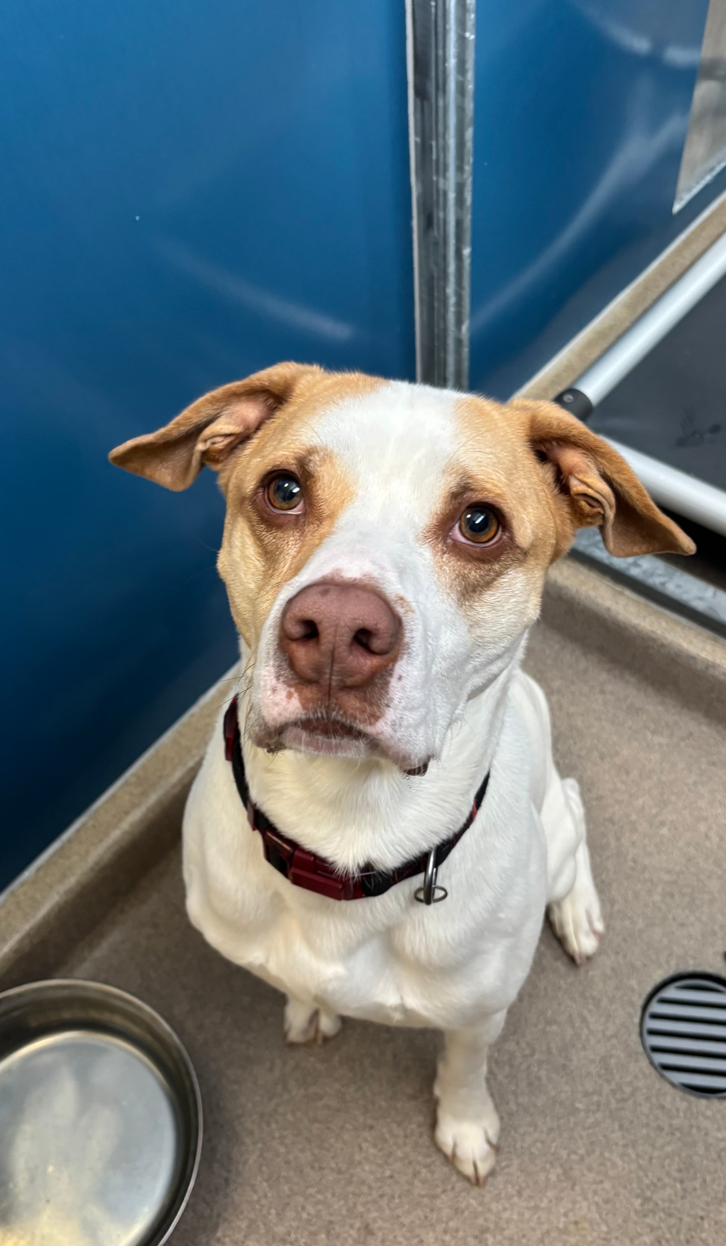 Milo - Boxer Mix available for adoption in Calgary