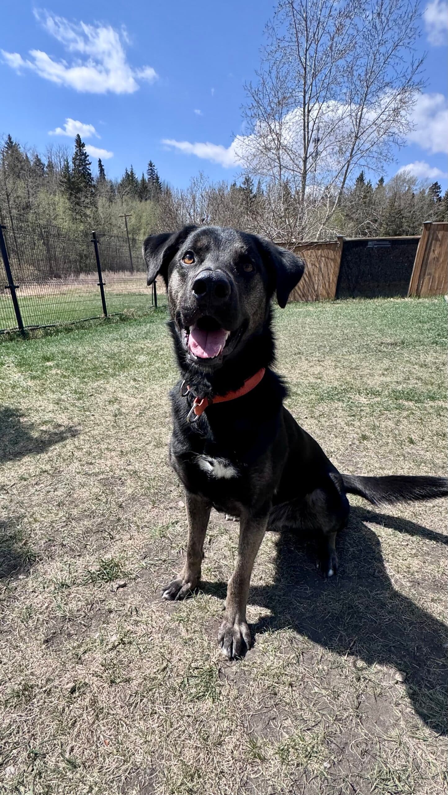 Bear - Labrador Mix available for adoption in Calgary