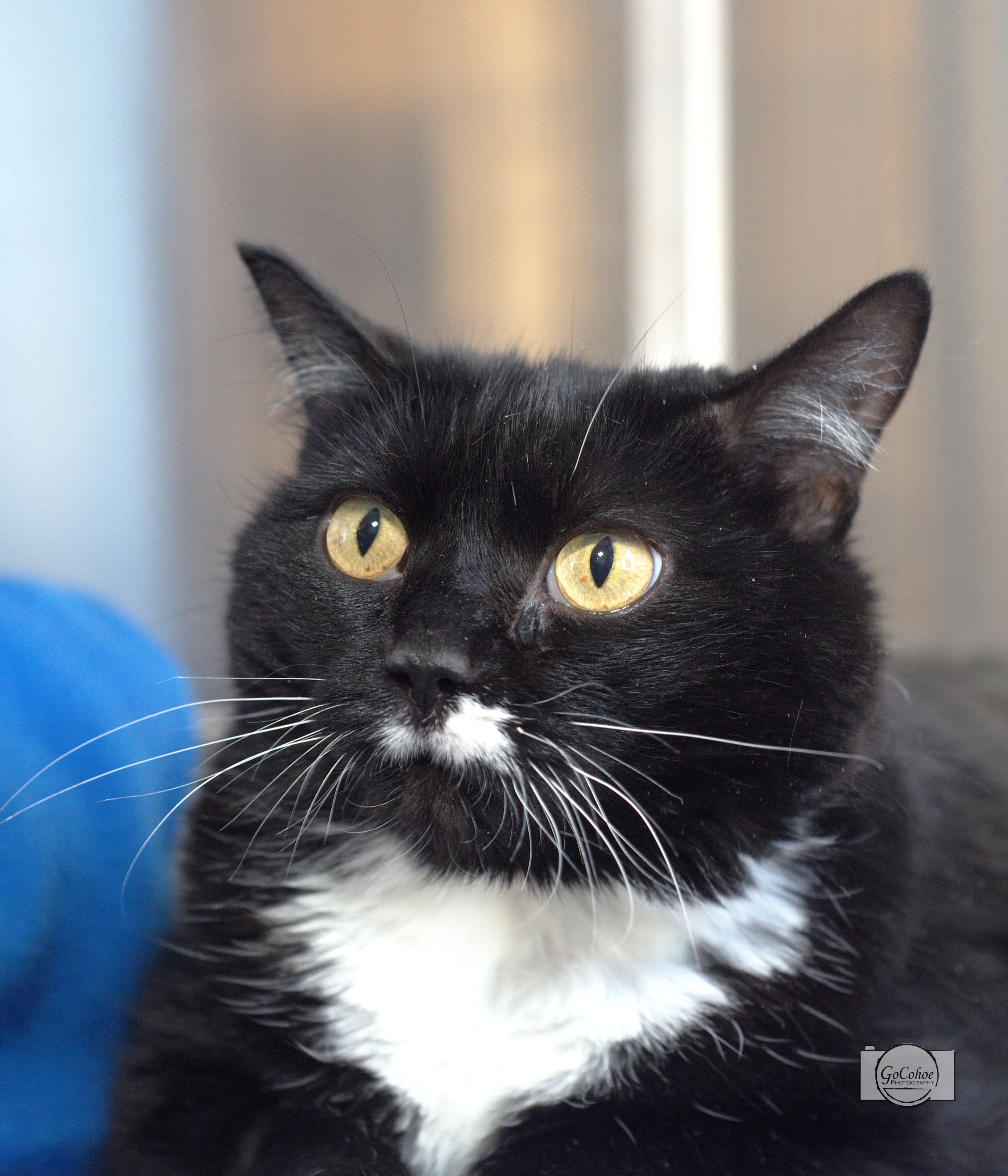 Mackerel - Domestic Short Hair cat available for adoption at Central Alberta Humane Society in Calgary